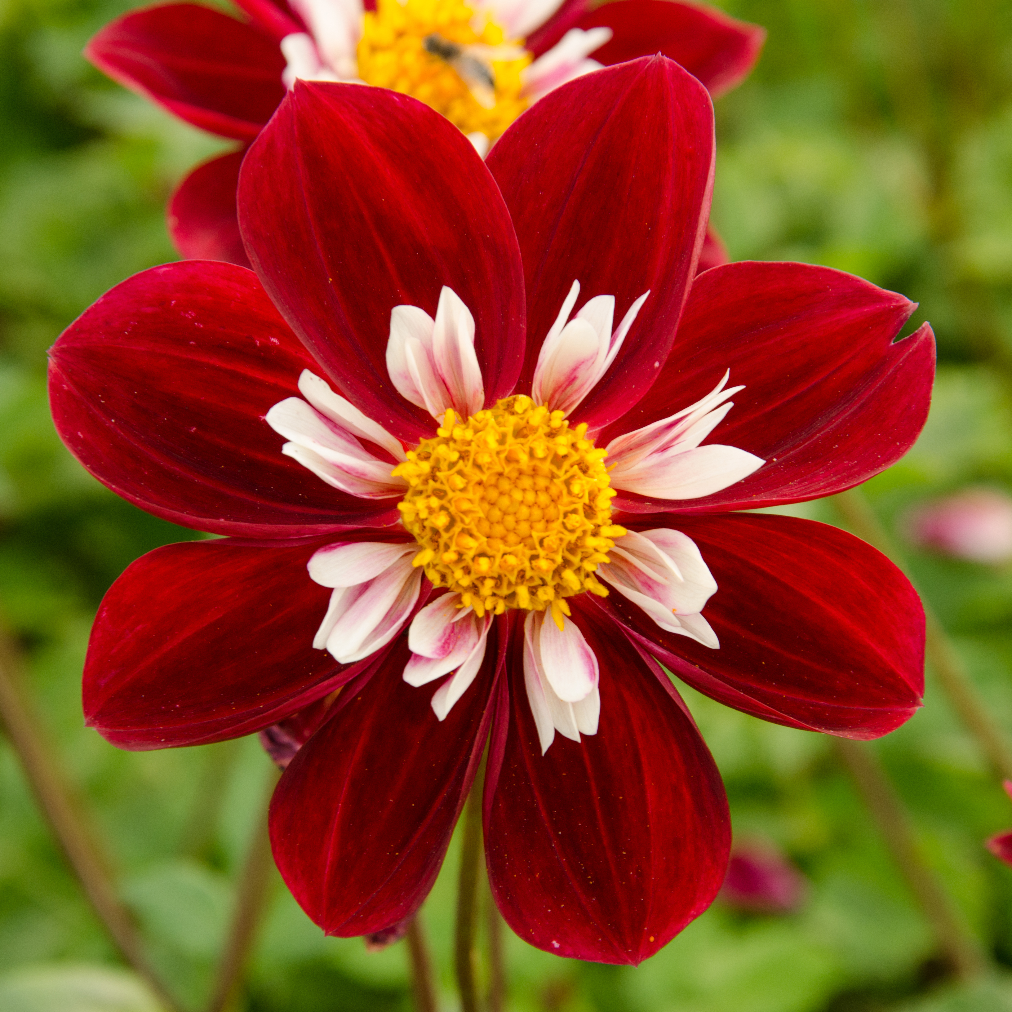 Dahlia knöl  Mary Evelyn  Nyhet 2027!