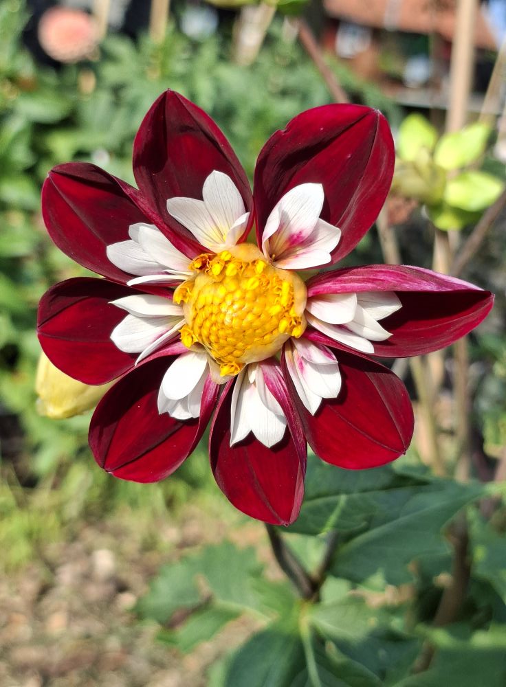 Dahlia knöl  Mary Evelyn  Nyhet 2027! - 3