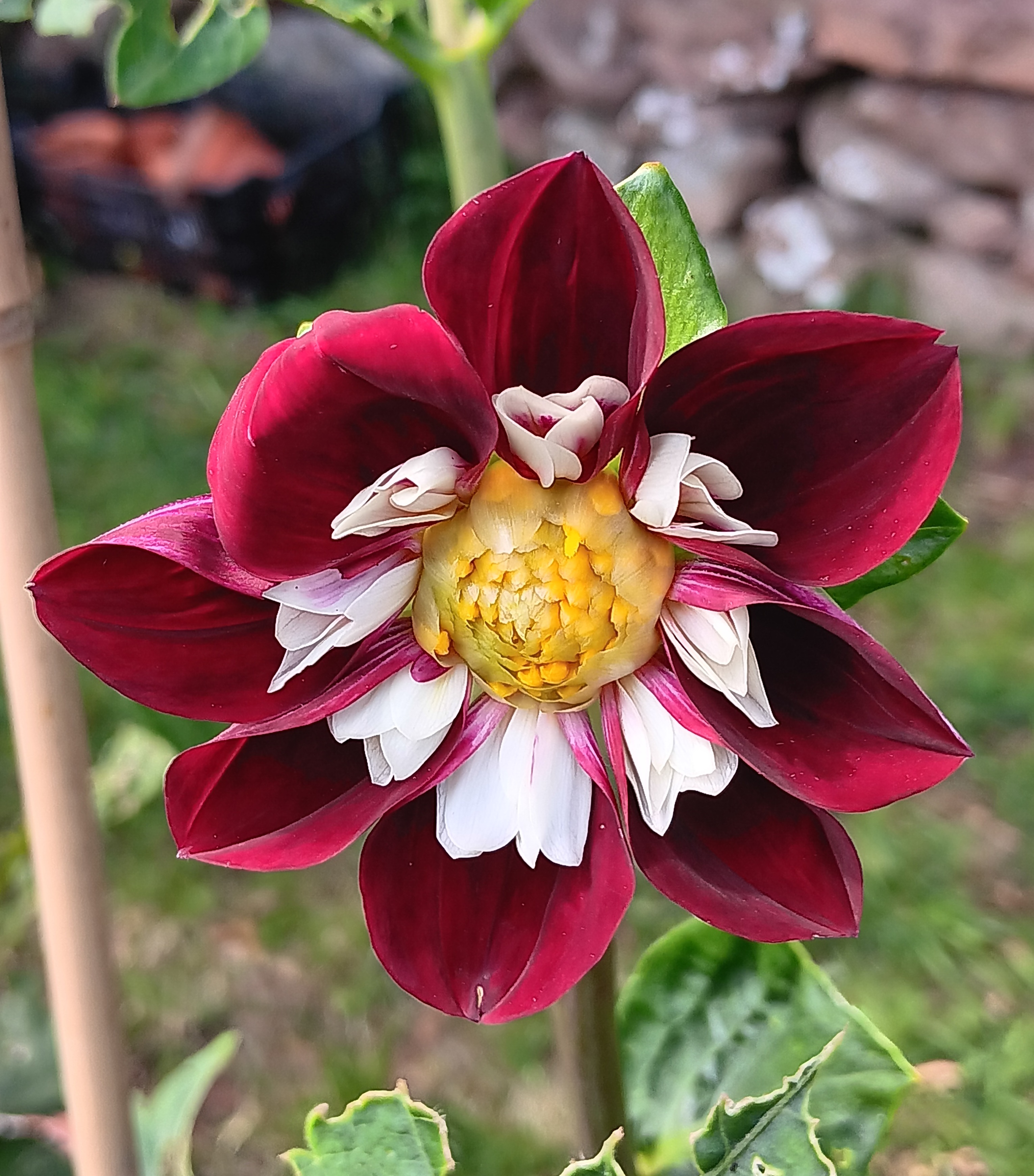 Dahlia knöl  Mary Evelyn  Nyhet 2027! - 2