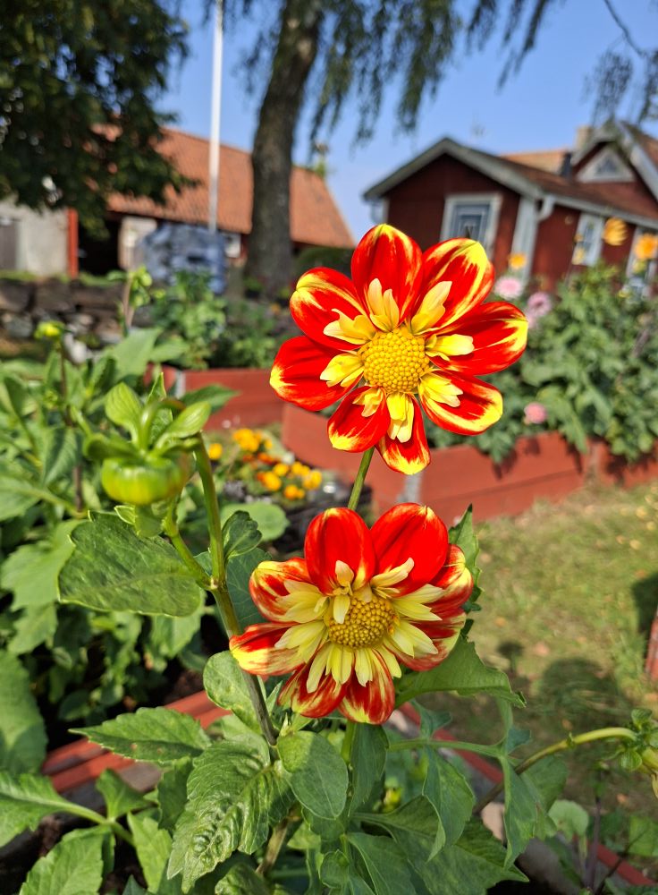 Dahlia knöl  Pooh- Swan Island Nyhet 2027