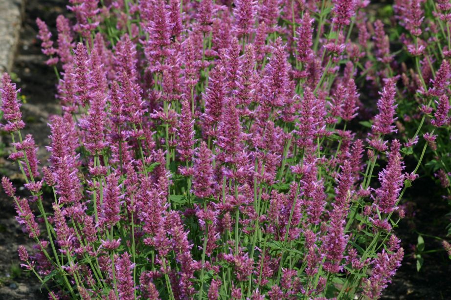 Anisisop Arcado Pink 20 frön