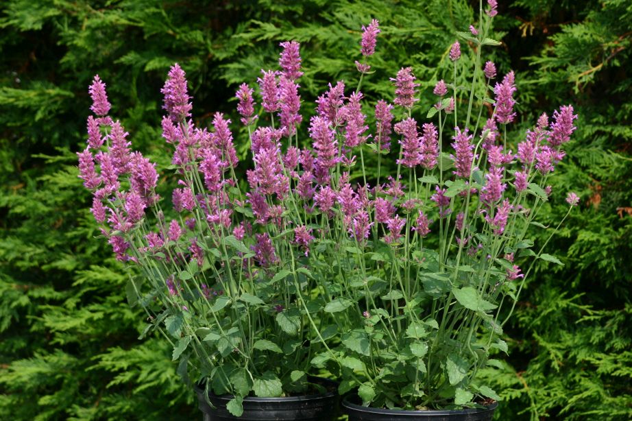 Anisisop Arcado Pink 20 frön - 2