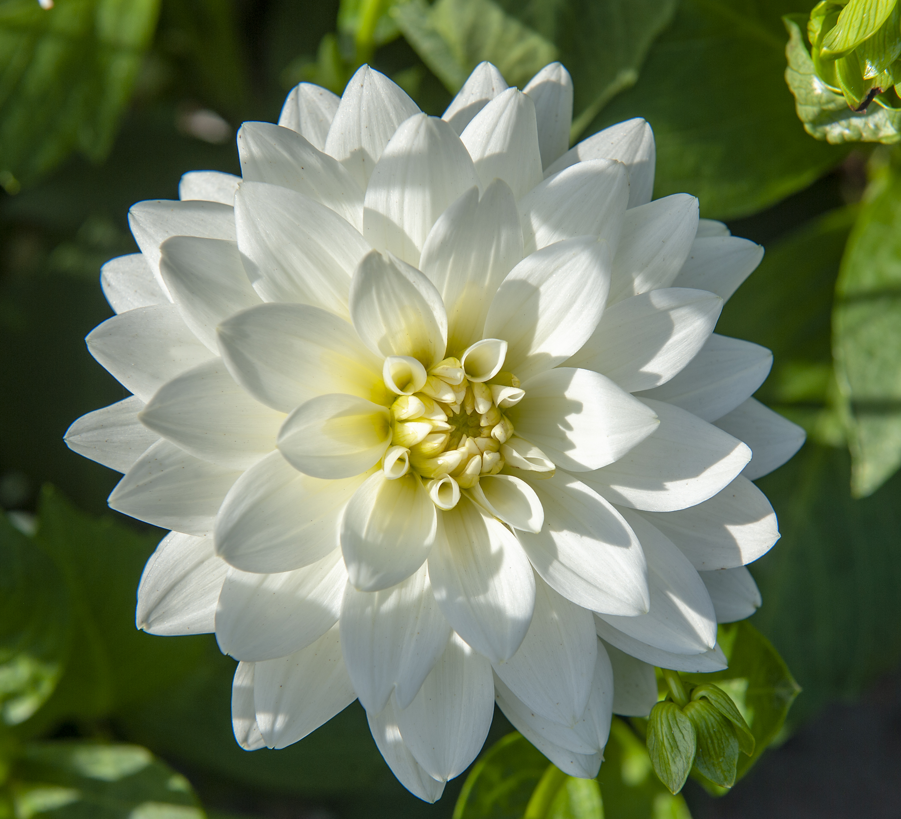 Dahlia knöl  Karma Marten Zwaan "Näckrosblommande" 
