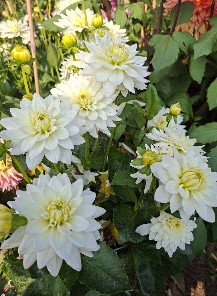 Dahlia knöl  Karma Marten Zwaan "Näckrosblommande"  - 3