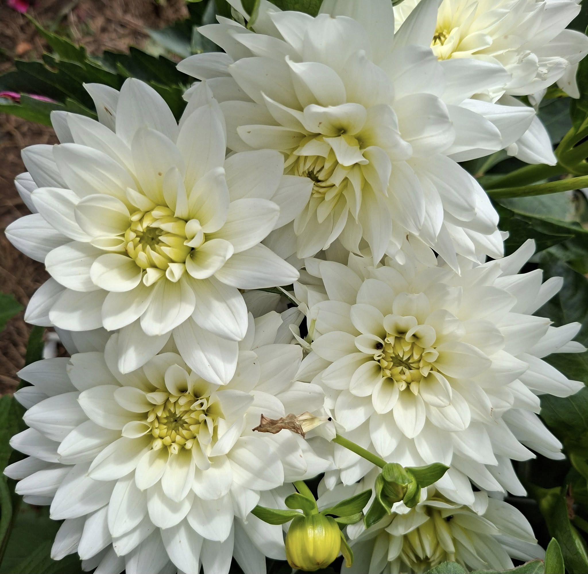 Dahlia knöl  Karma Marten Zwaan "Näckrosblommande"  - 2