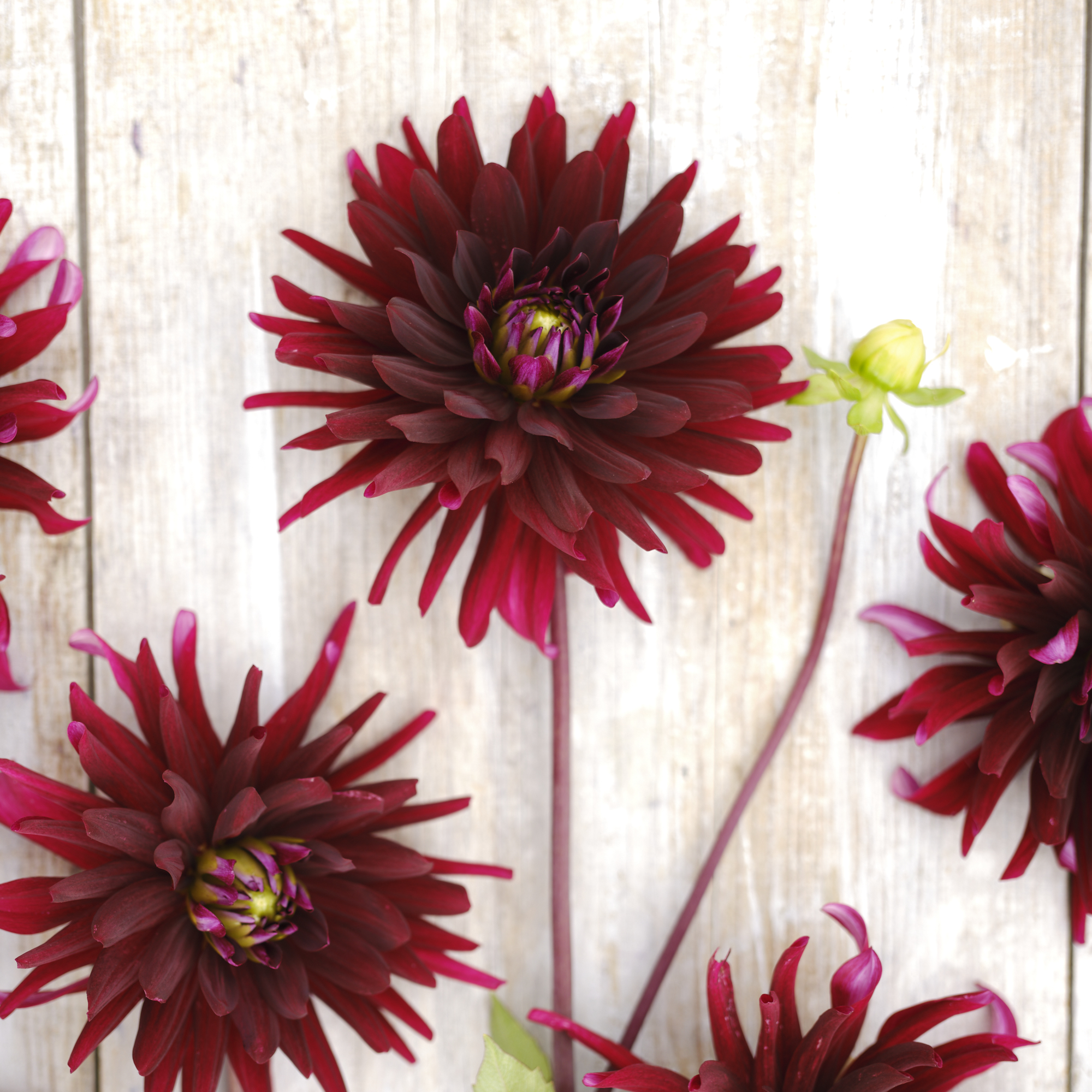 Dahlia knöl Chat Noir Kaktus 