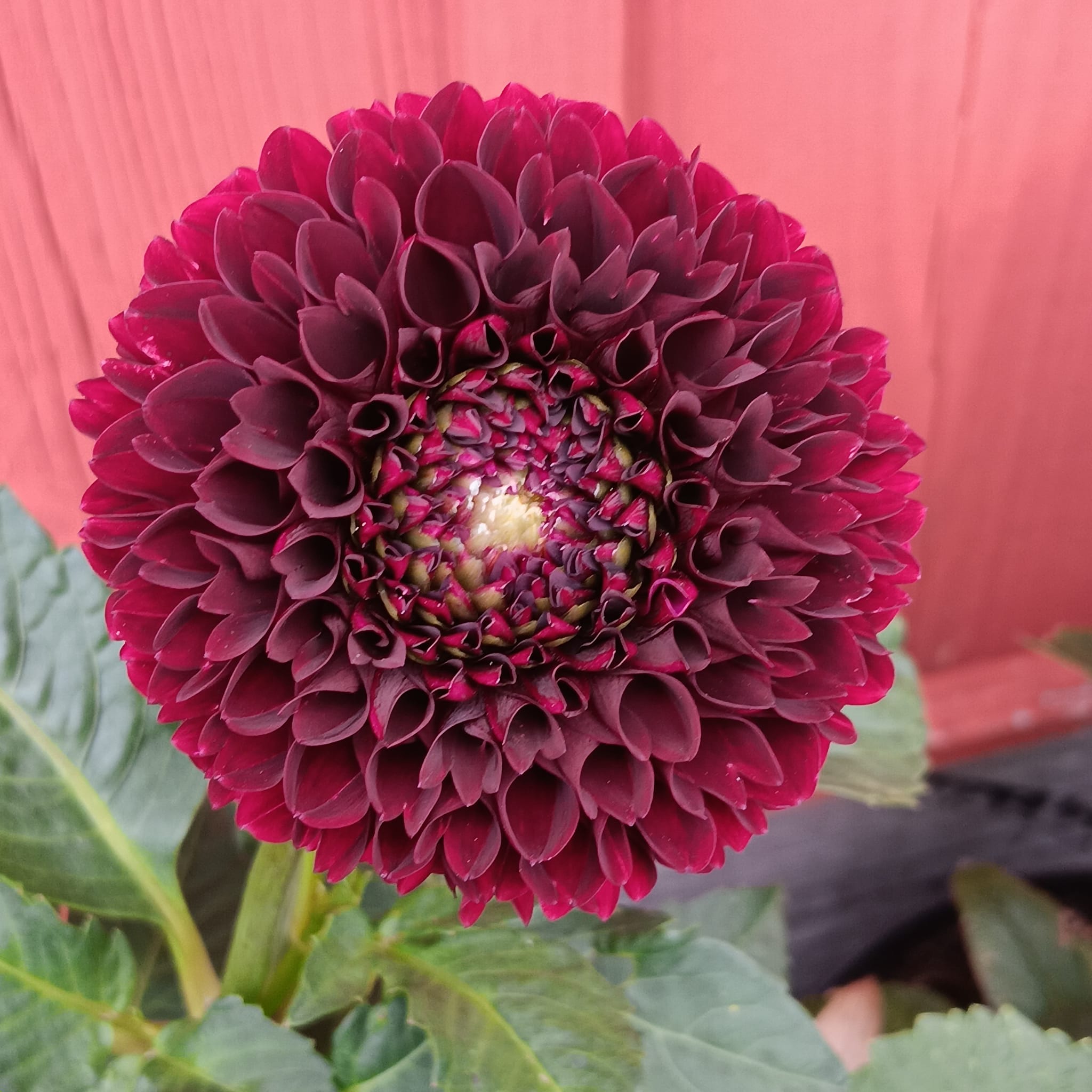 Dahlia  Jowey Mirella  "Boll" - 3