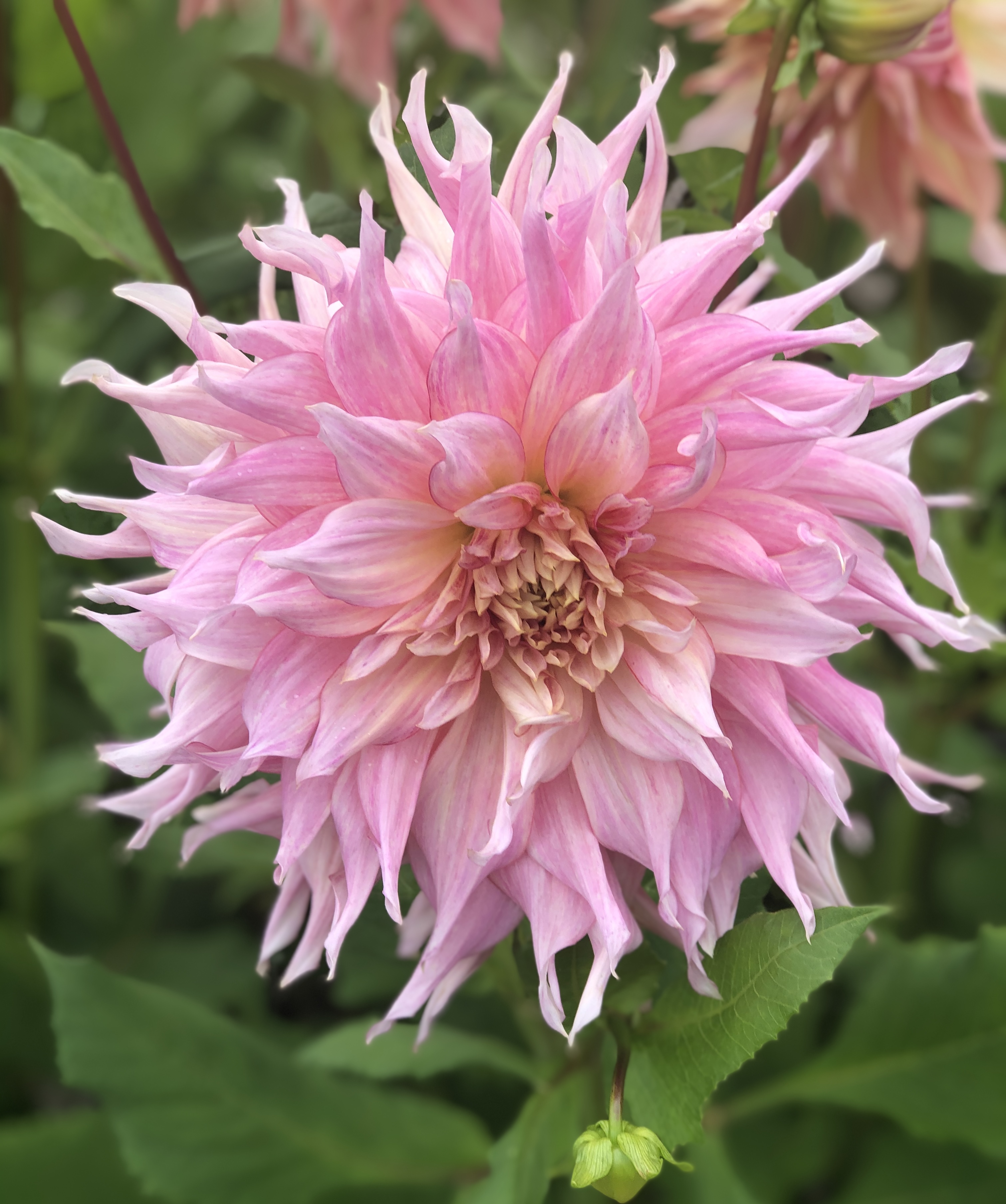 Dahlia knöl Penhill Watermelon  "Dekorativ Jätteblommande"  - 2