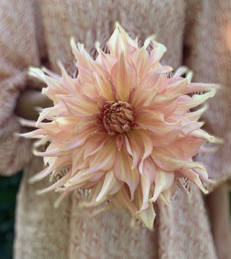 Dahlia knöl Penhill Watermelon  "Dekorativ Jätteblommande" 