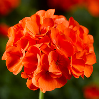 Pelargon "Maverick Orange" F1 5 frö - 2