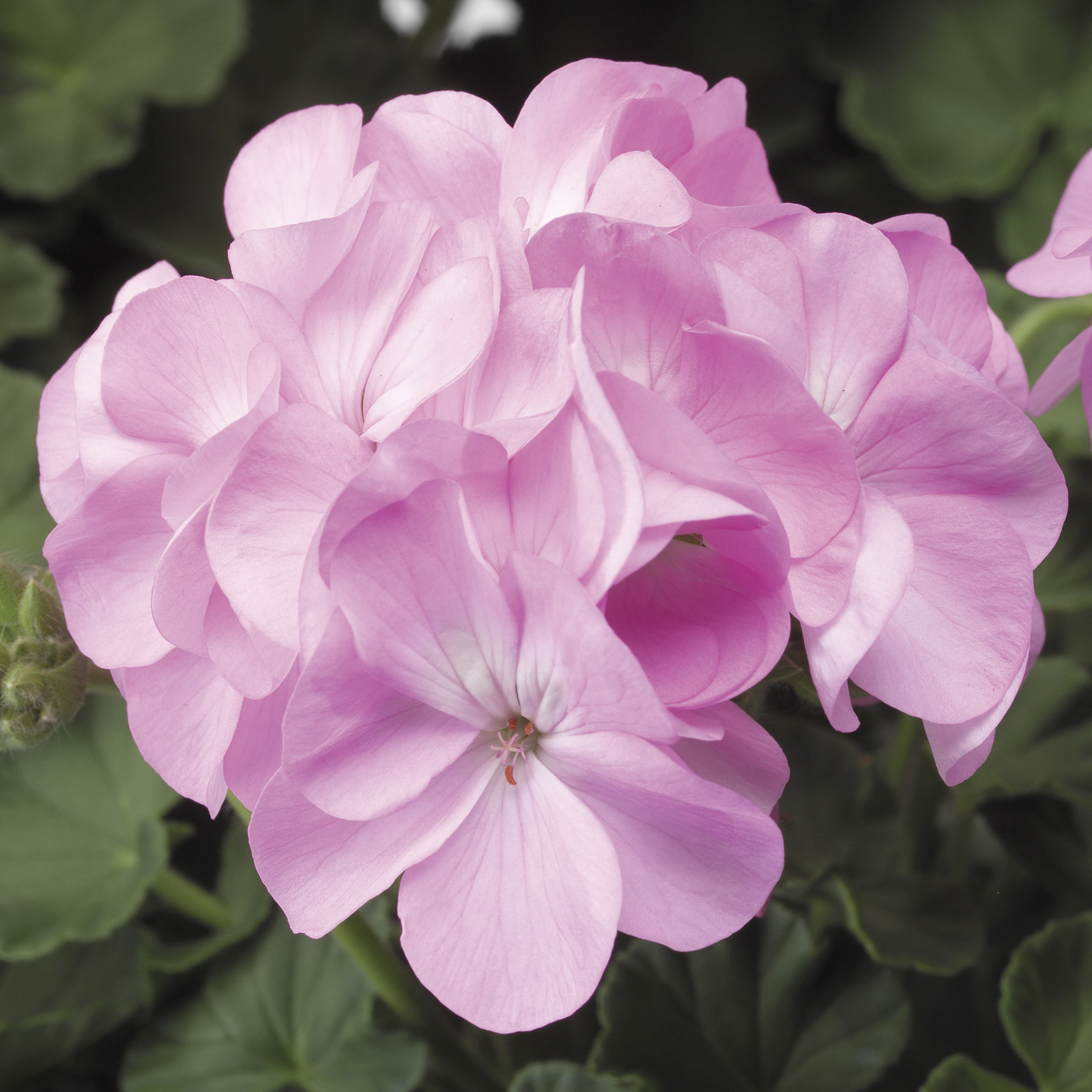 Pinto Premium Lavender 5 frö