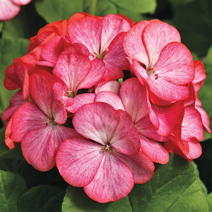 Pelargon "Pinto Premium Rose Bicolor" F1 5 frö - 2