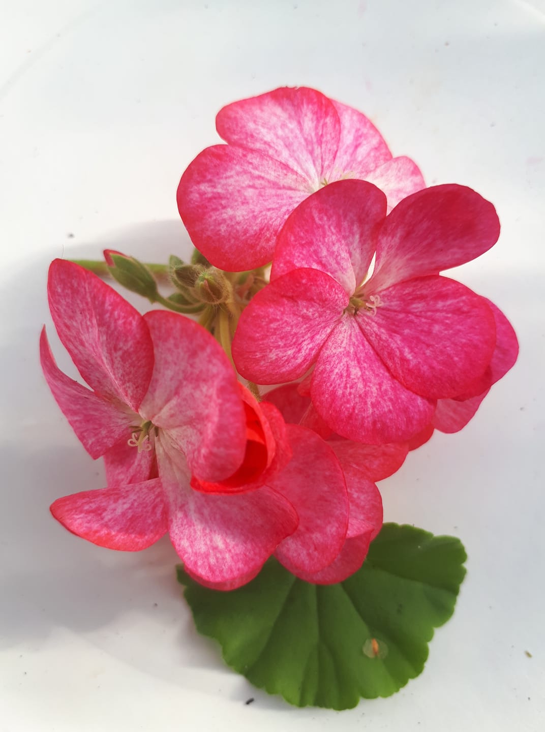 Pelargon "Pinto Premium Rose Bicolor" F1 5 frö