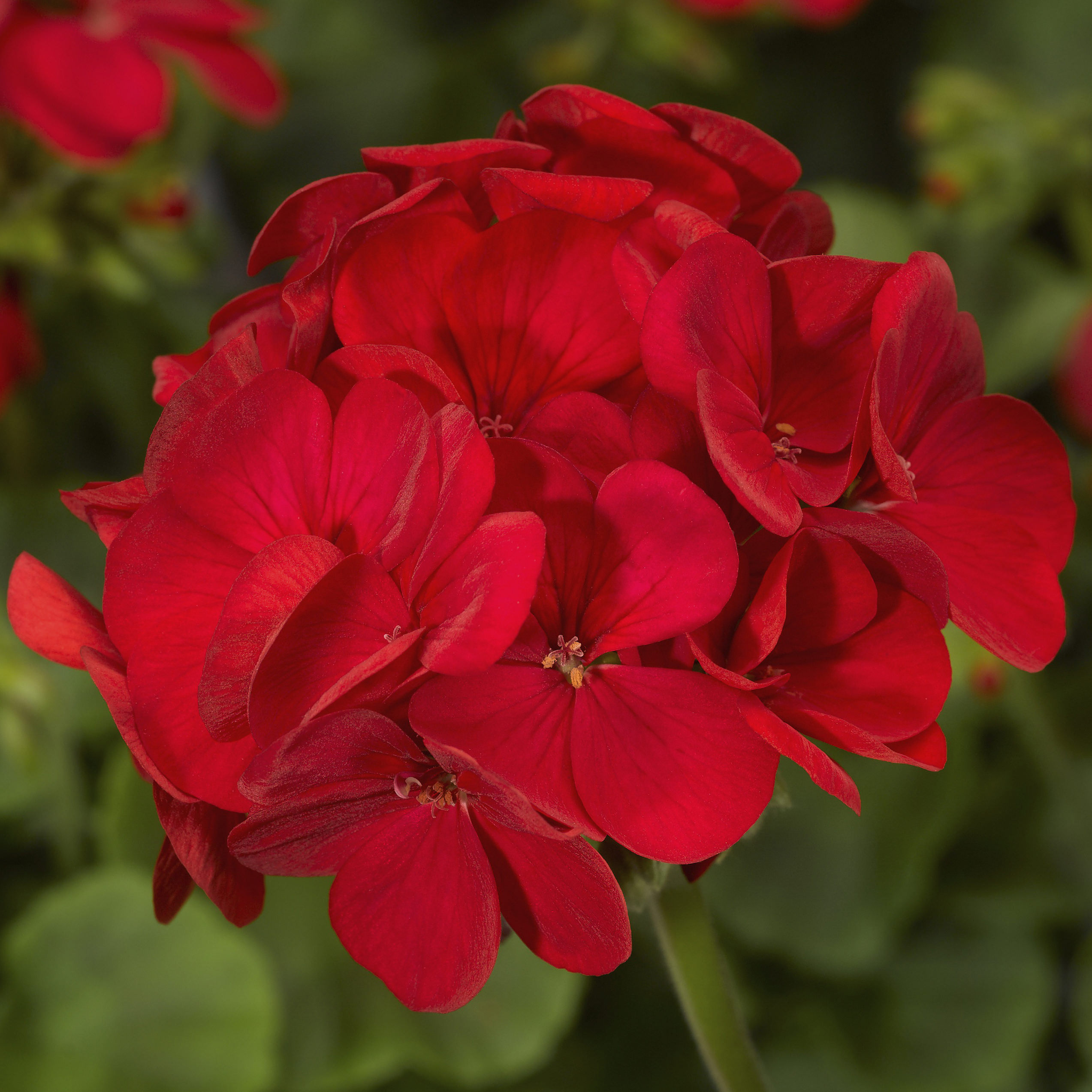 Pelargon "Multibloom Red" F1 5 frö