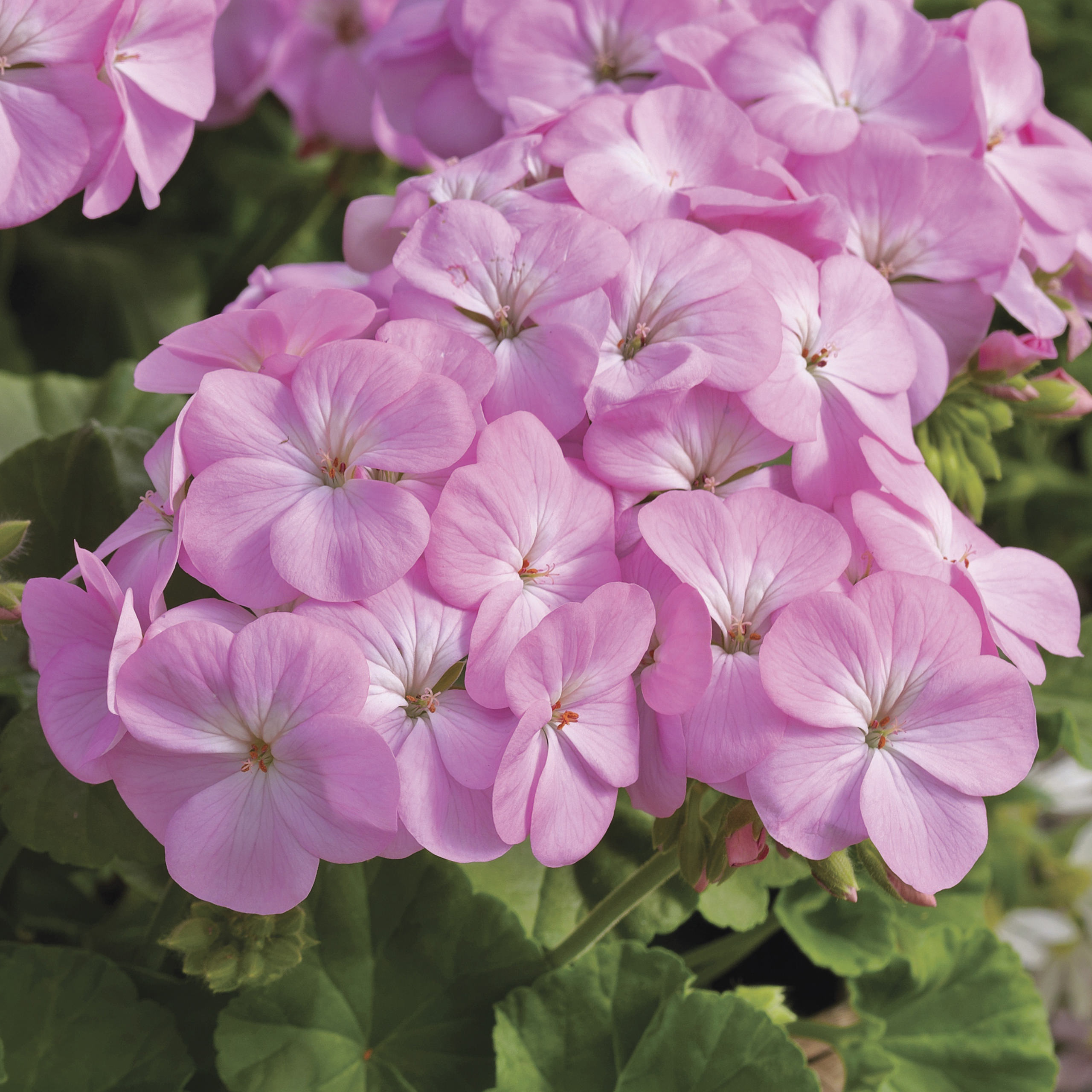 Pelargon "Multibloom Lavender" F1 5 frö