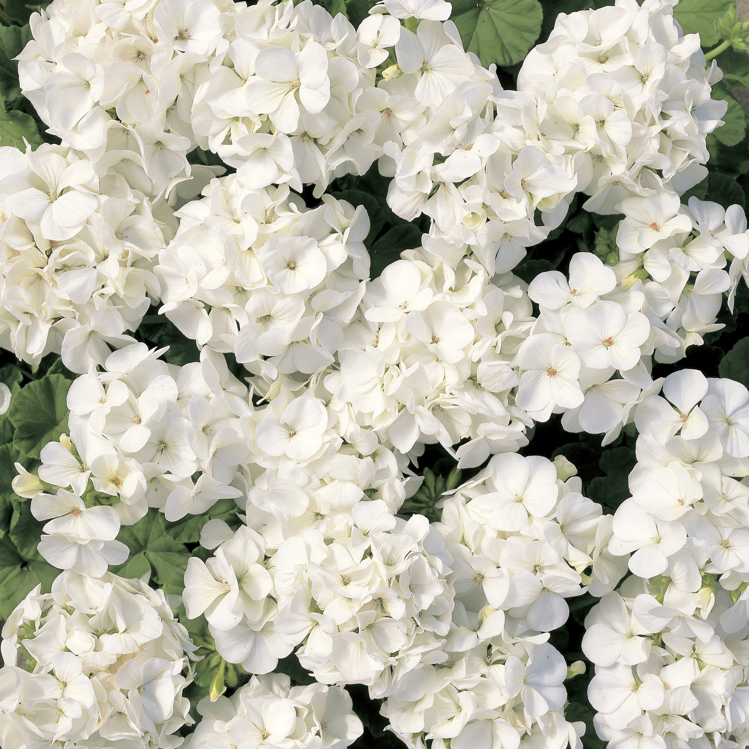 Pelargon "Multibloom White" F1 5 frö