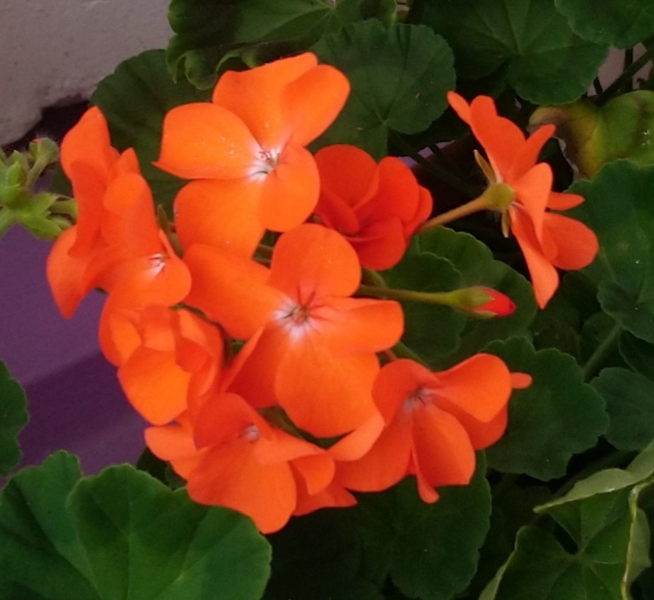 Pelargon Horizon Orange F1 5 frö - 3
