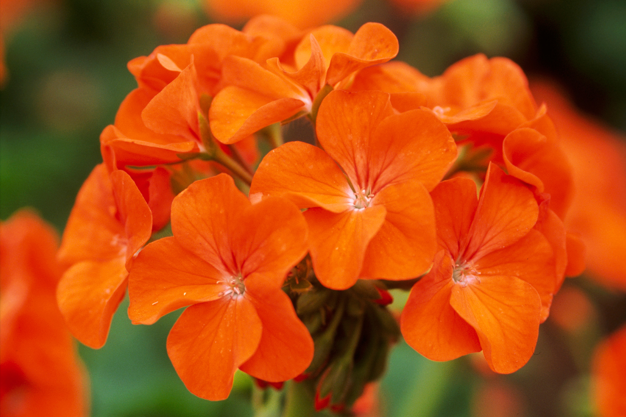 Pelargon Horizon Orange F1 5 frö