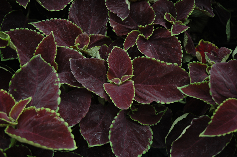 Palettblad "Premium Sun Chocolate Mint "5 frö - 2