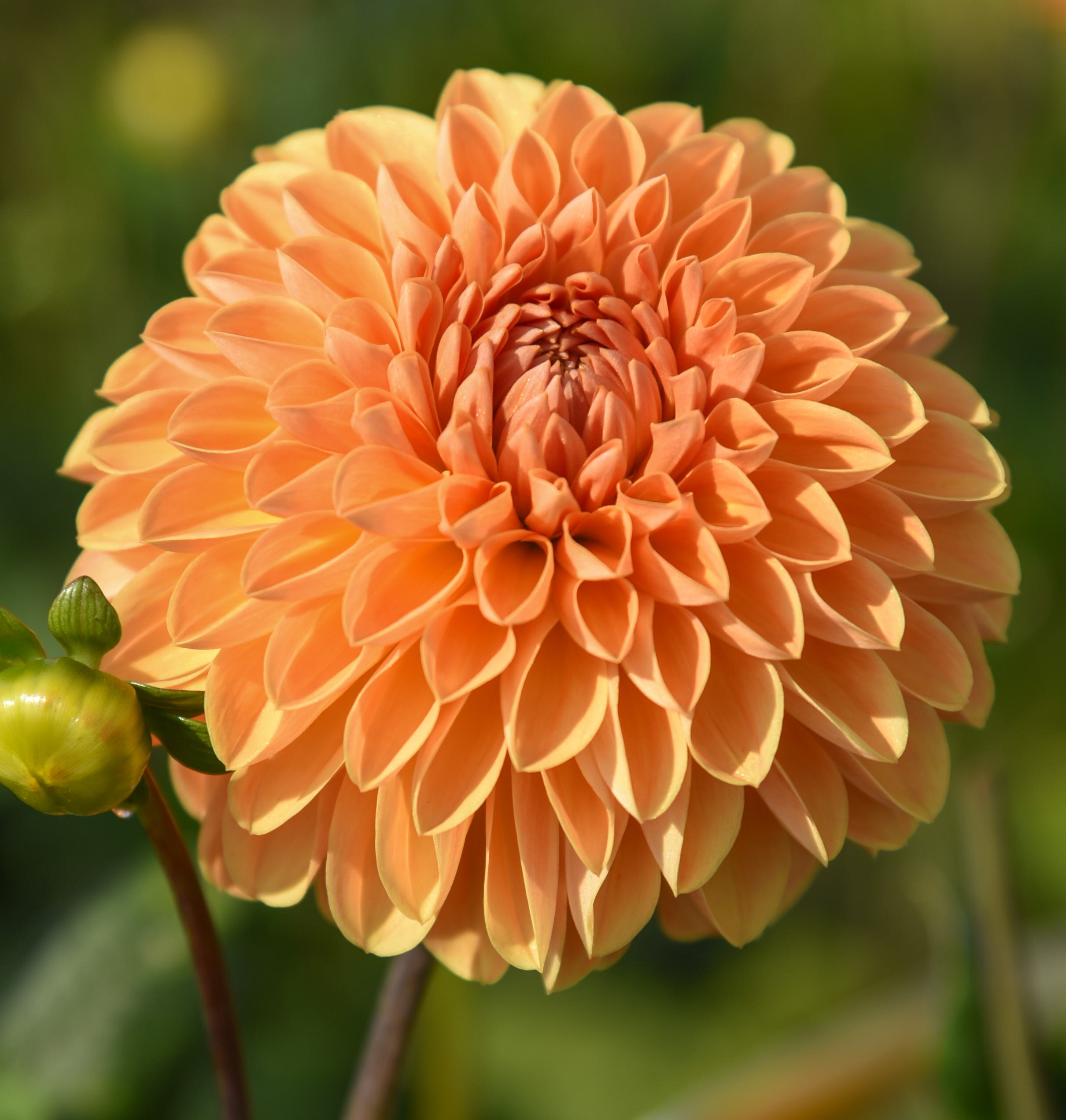 Dahlia knöl Amber Crystal  "Boll" 