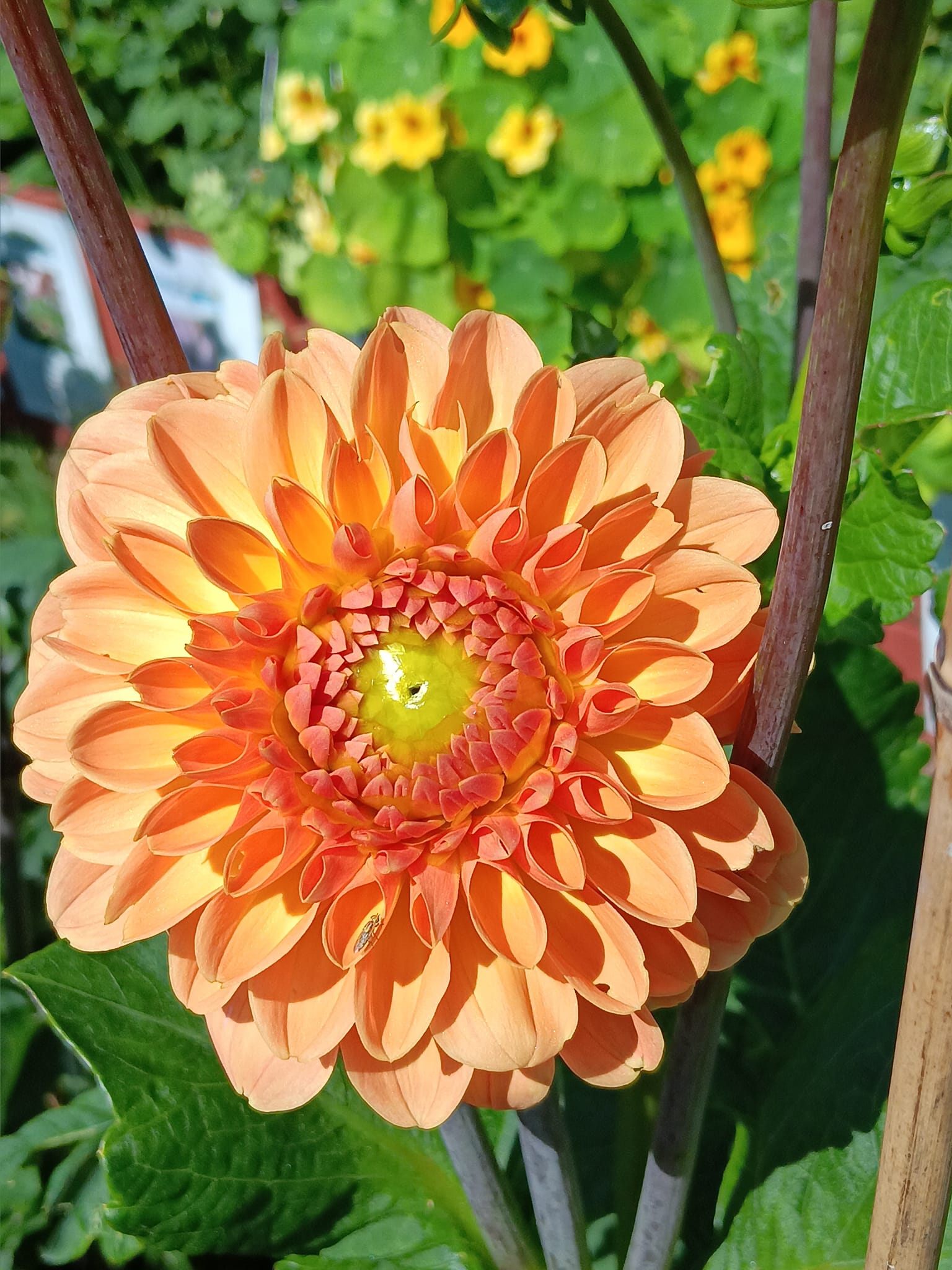 Dahlia knöl Amber Crystal  "Boll"  - 4