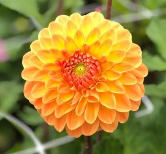 Dahlia knöl Amber Crystal  "Boll"  - 2