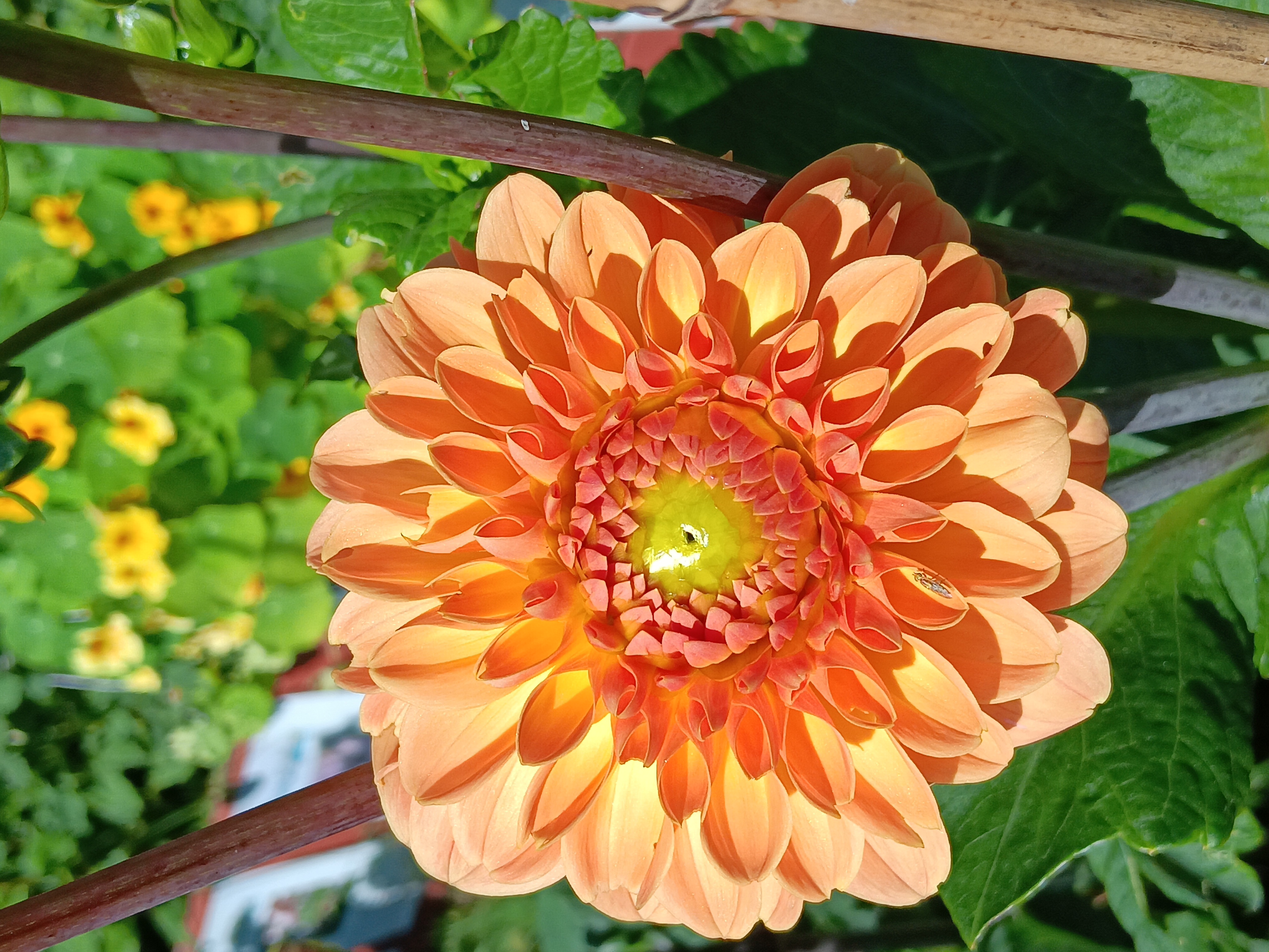 Dahlia knöl Amber Crystal  "Boll"  - 3