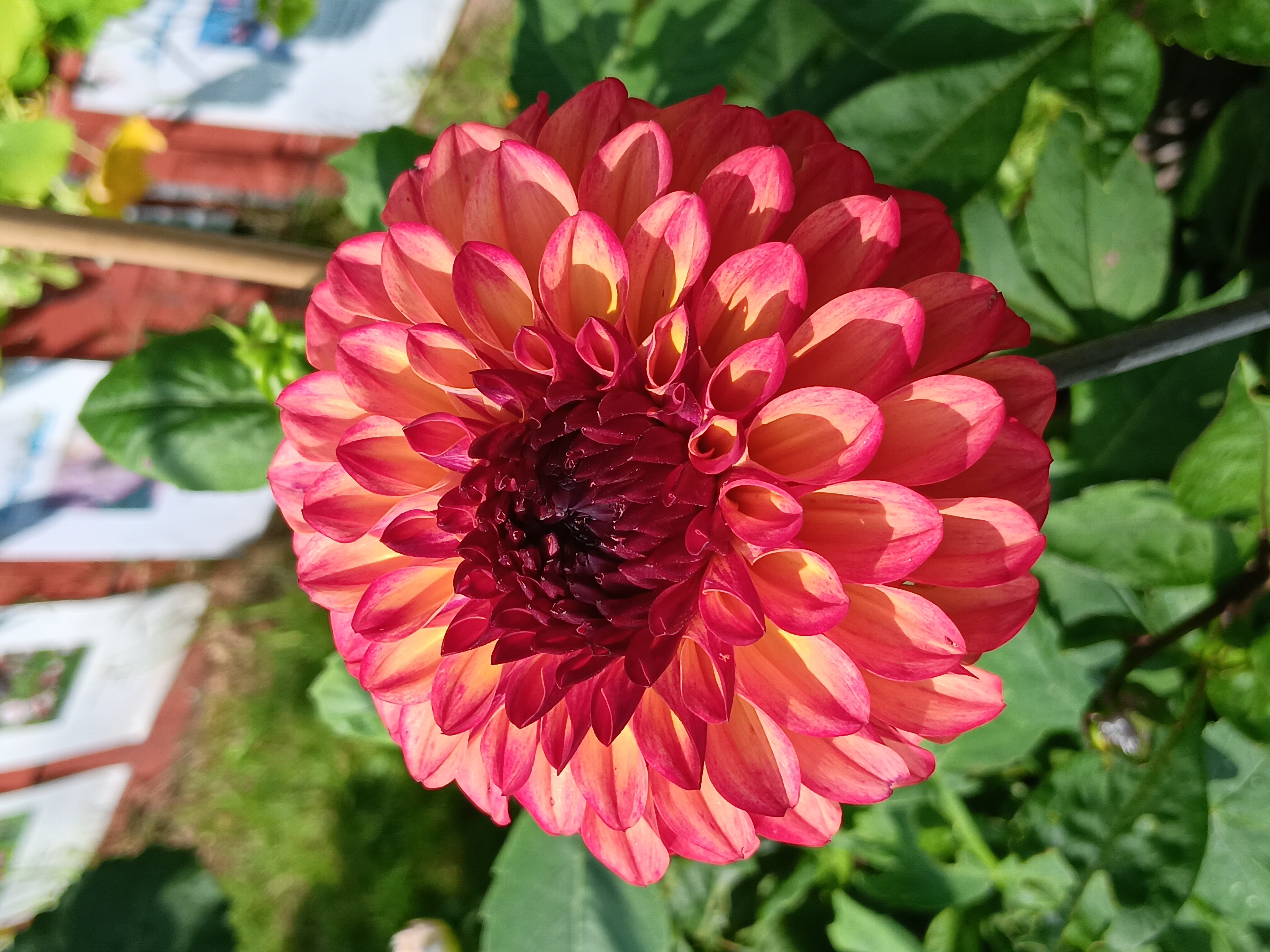 Dahlia knöl Autumn Pumpkin (Ding a Dong)  "Boll"  - 3