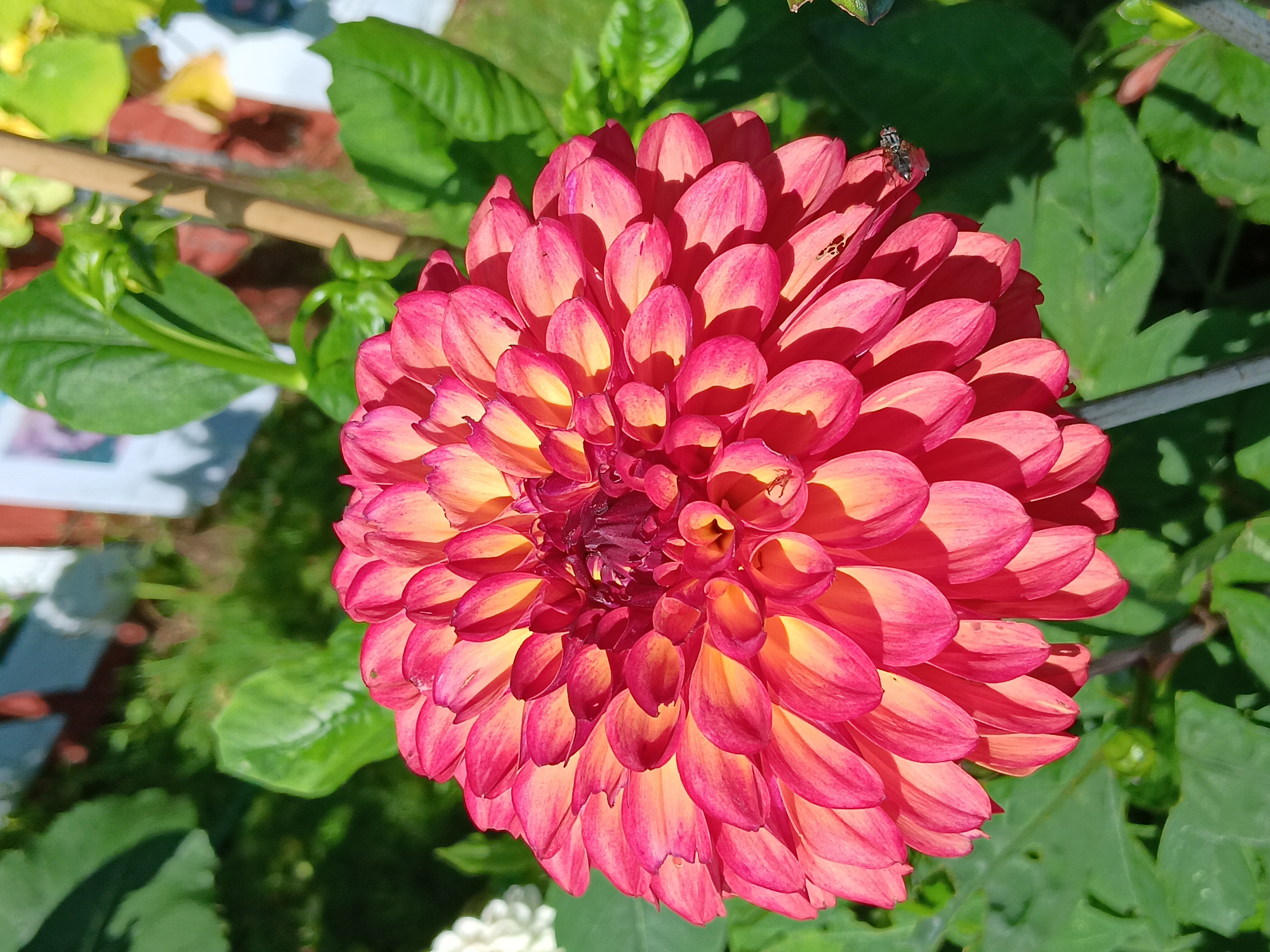 Dahlia knöl Autumn Pumpkin (Ding a Dong)  "Boll"  - 2
