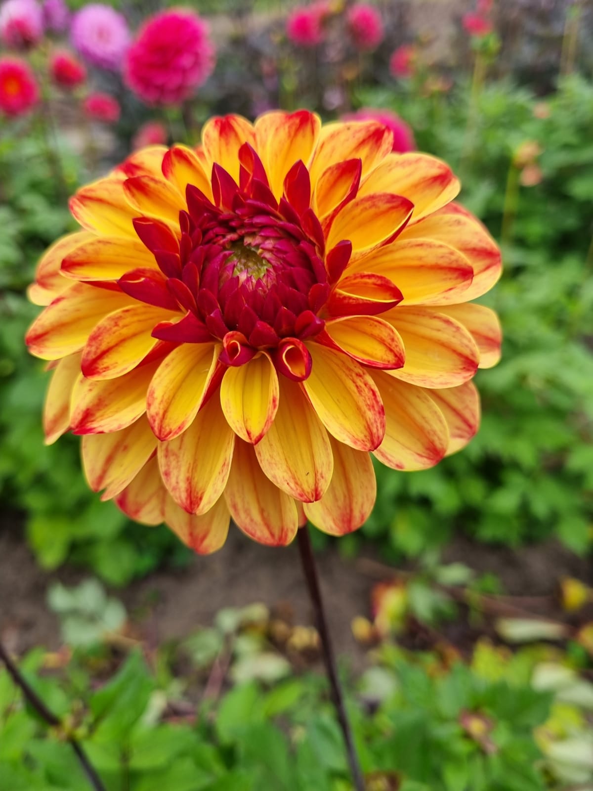 Dahlia knöl Autumn Pumpkin (Ding a Dong)  "Boll" 