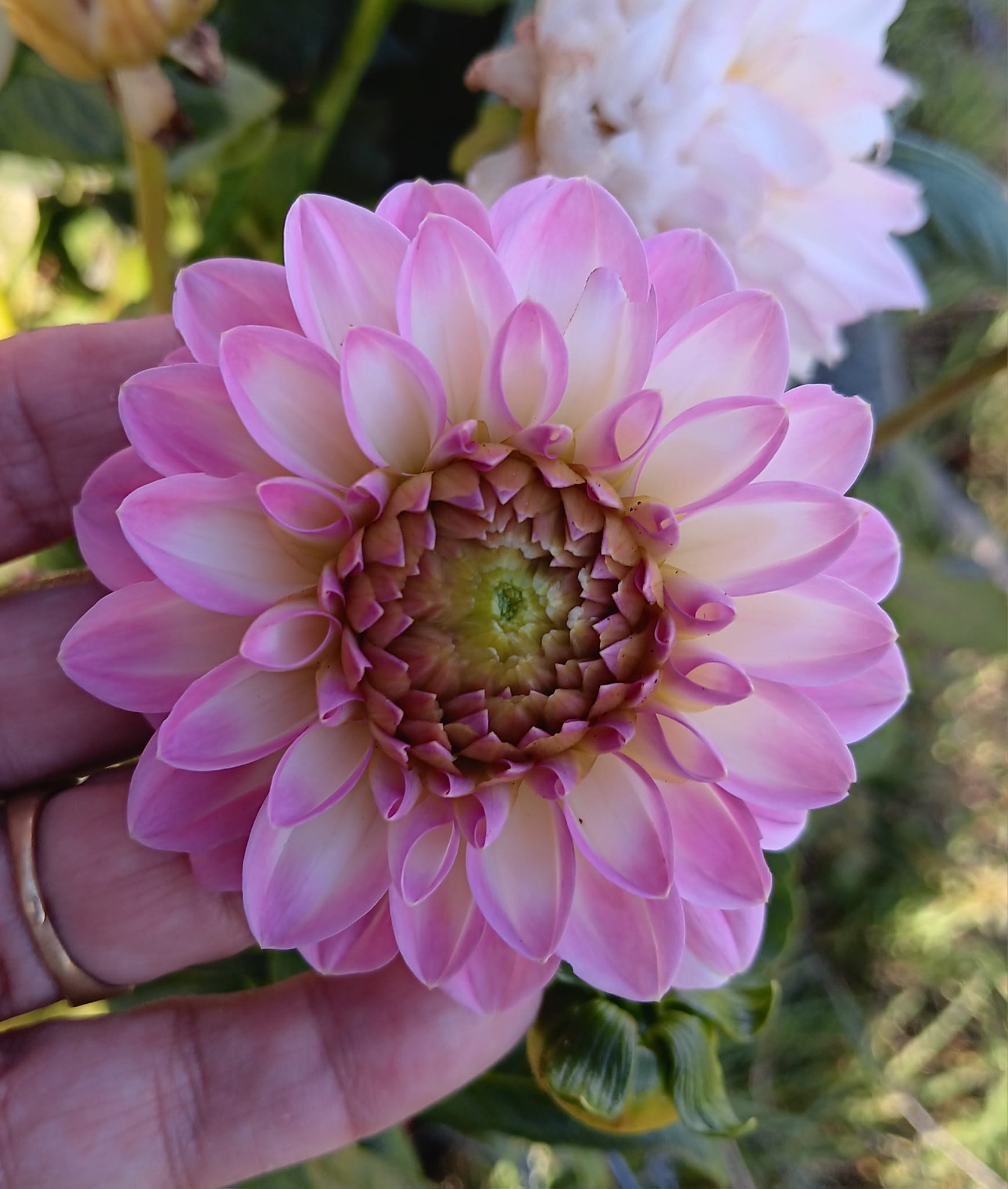 Dahlia knöl Arbatax dekorativ småblommig   - 4