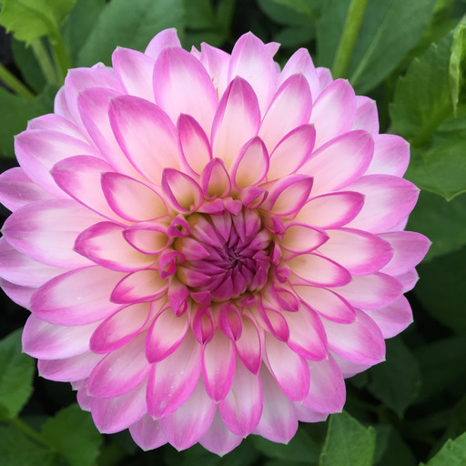 Dahlia knöl Arbatax dekorativ småblommig  