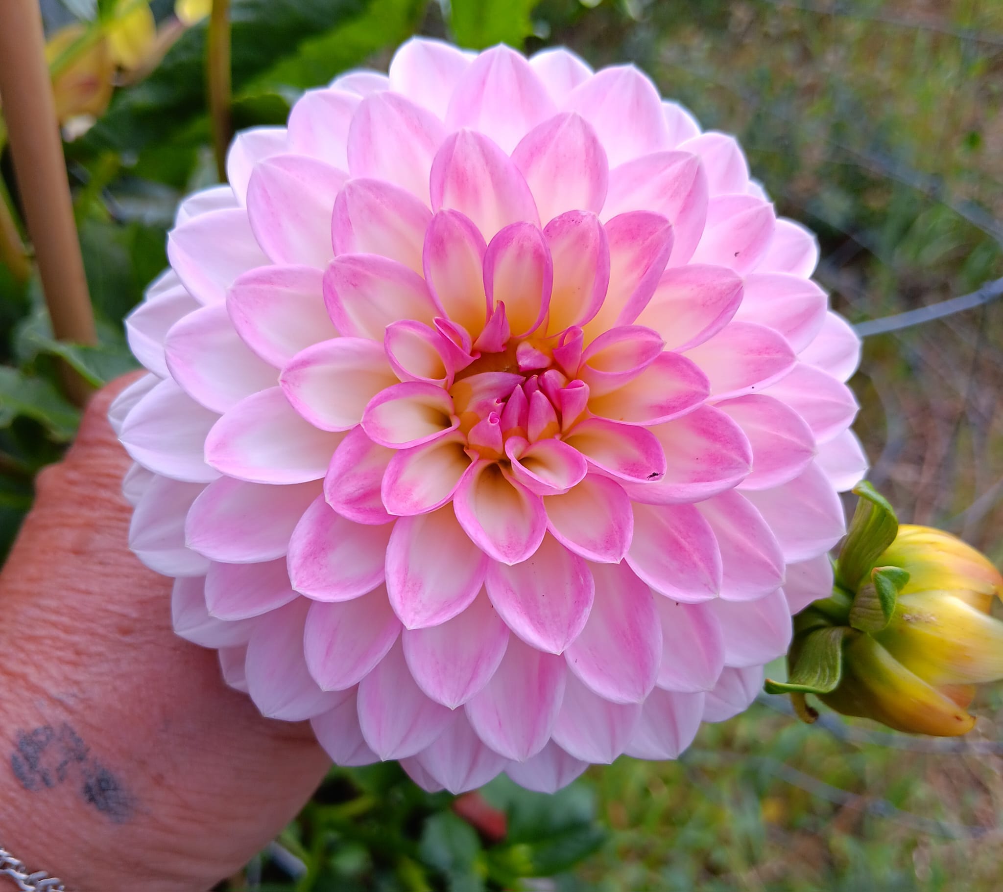 Dahlia knöl Arbatax dekorativ småblommig   - 2
