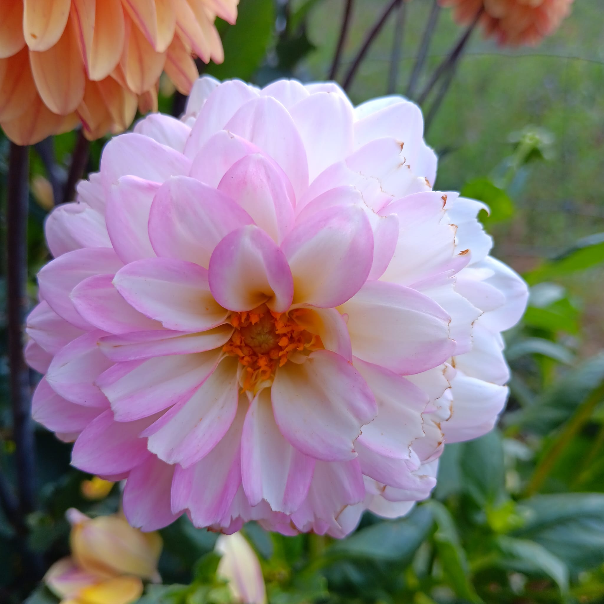 Dahlia knöl Arbatax dekorativ småblommig   - 3