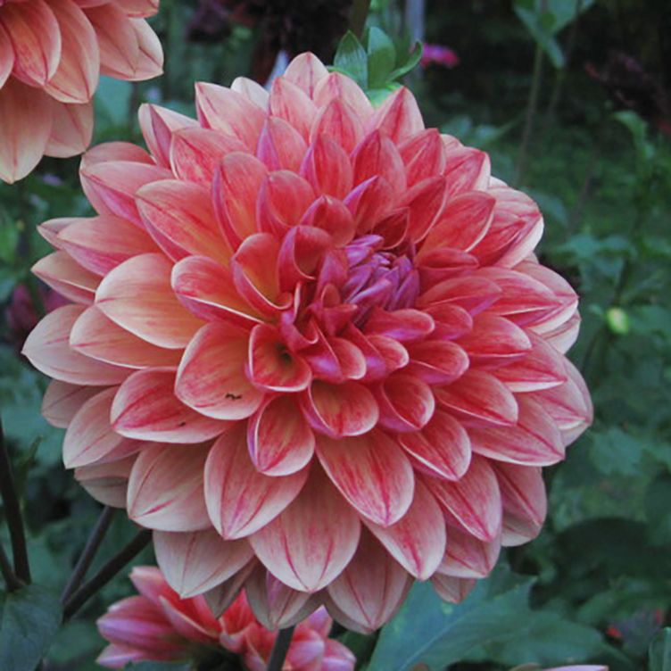 Dahlia knöl All that Jazz  Dekorativ Småblommande