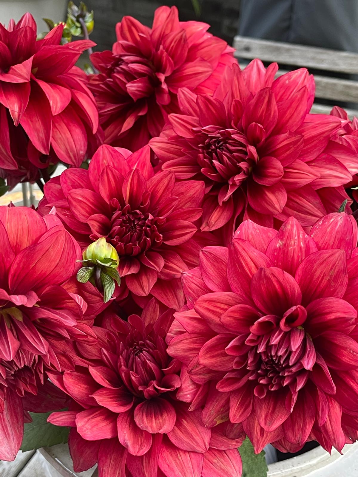 Dahlia knöl Amarone  Dekorativ