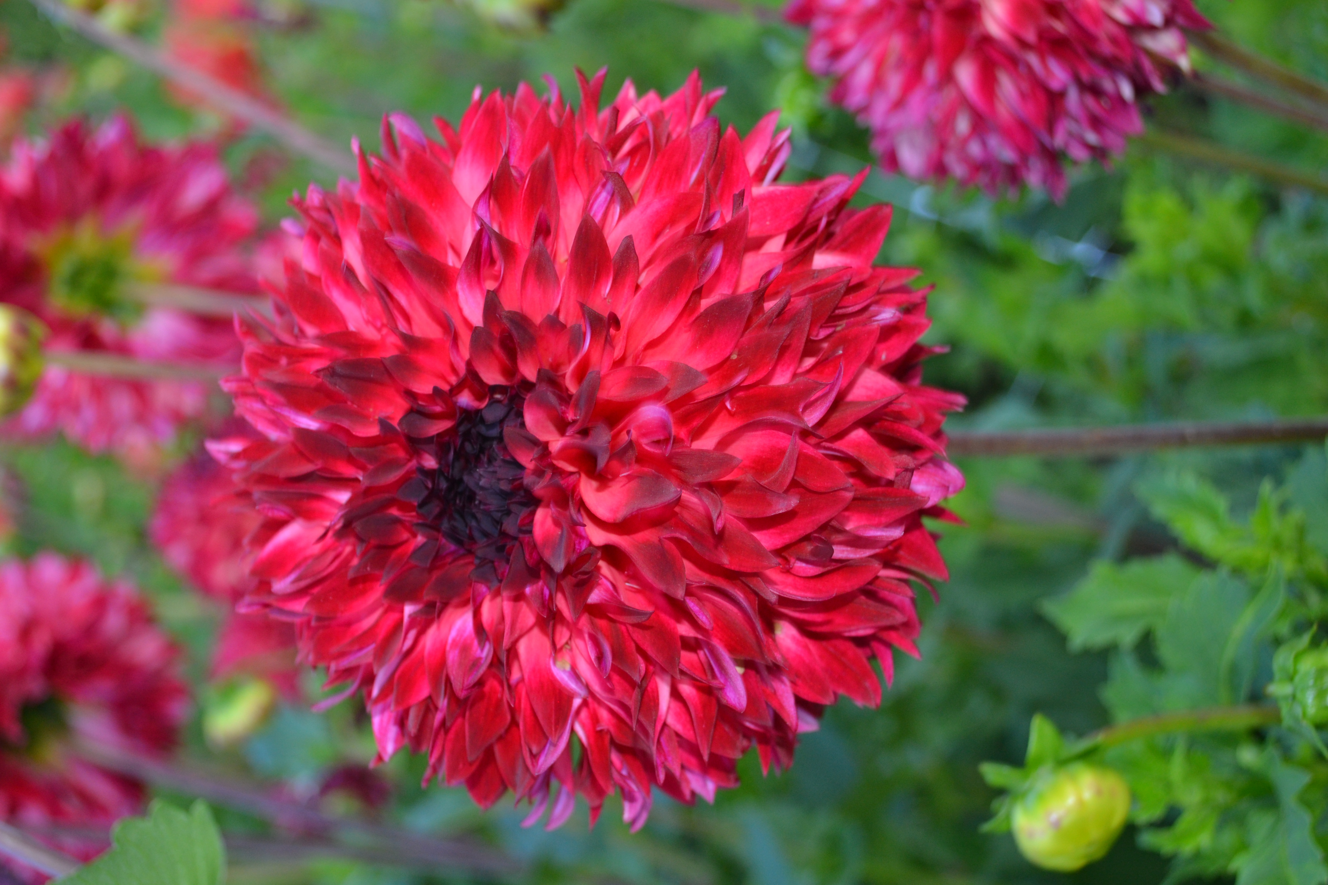Dahlia  Abigail   Anemonblommande x