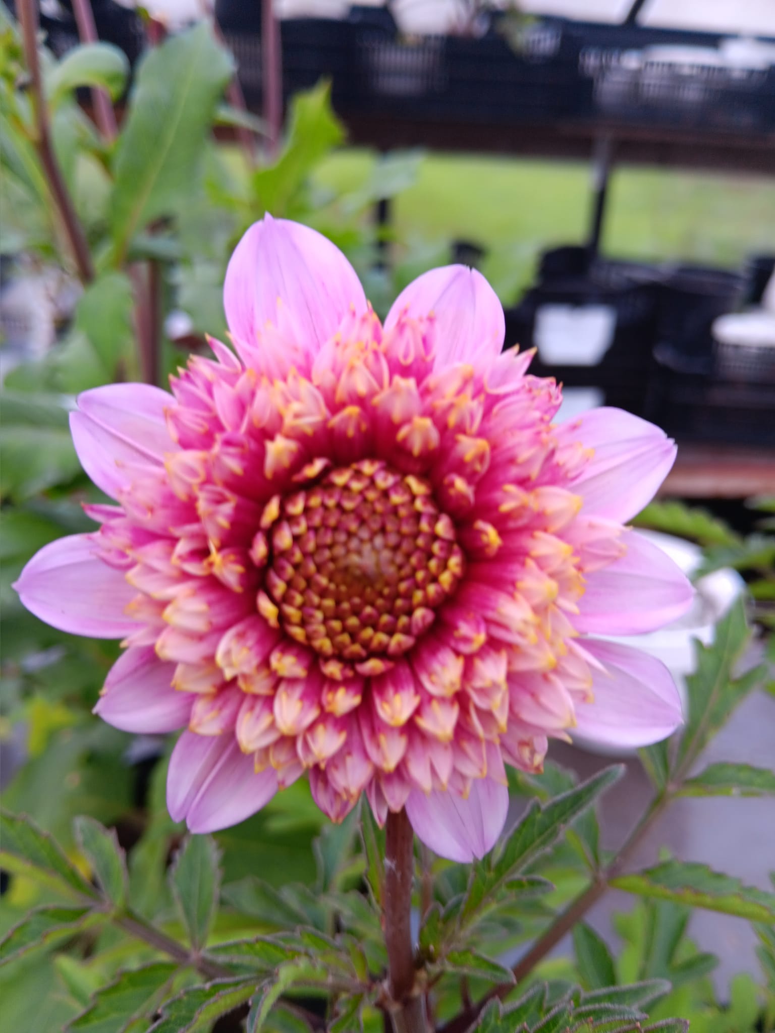 Dahlia  Abigail   Anemonblommande x - 2
