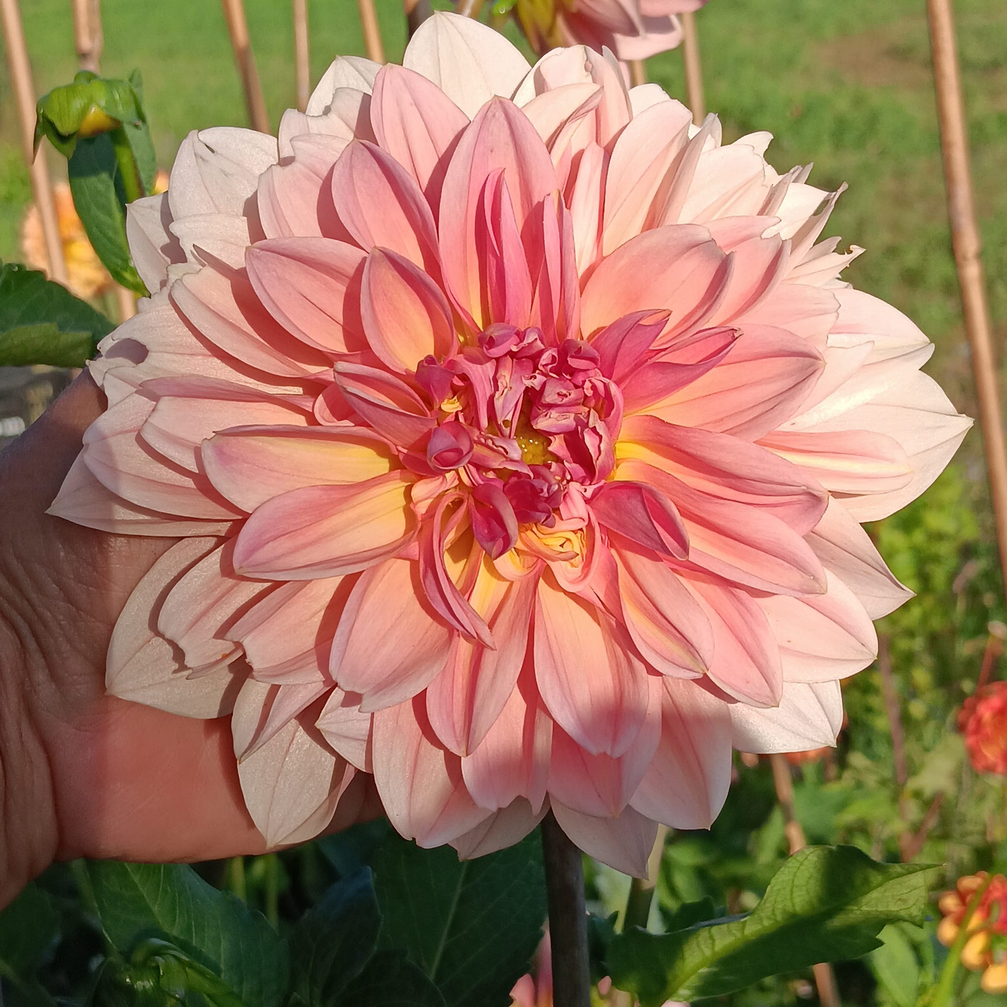 Dahlia knöl Beauty Queen  Boll - 3