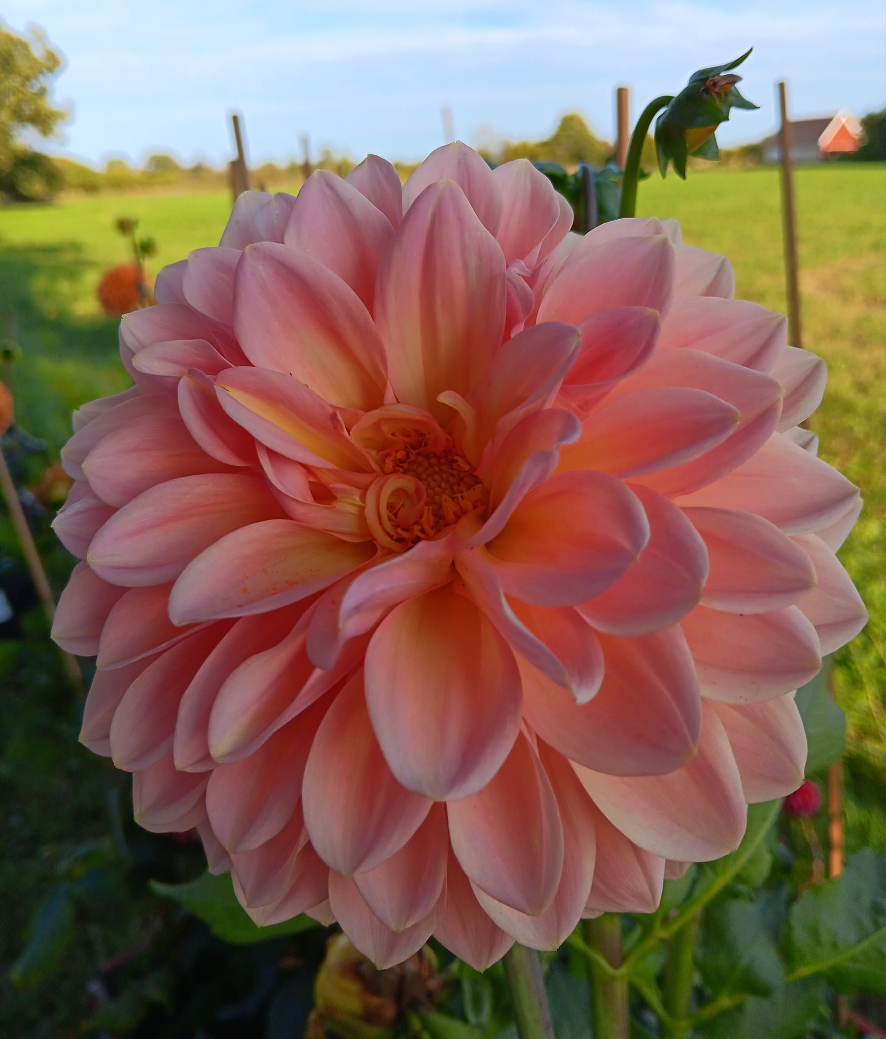 Dahlia knöl Beauty Queen  Boll - 2