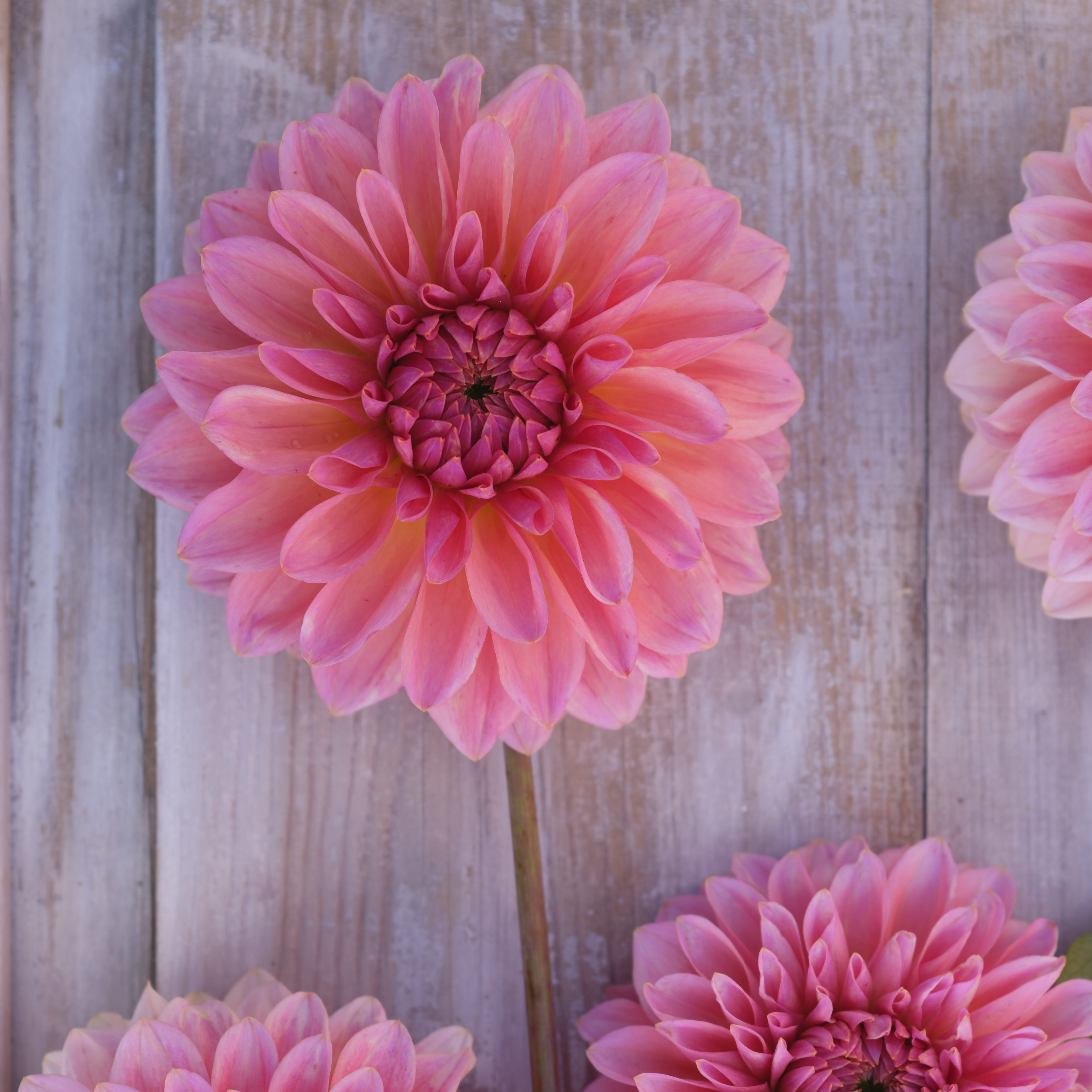 Dahlia knöl Beauty Queen  Boll