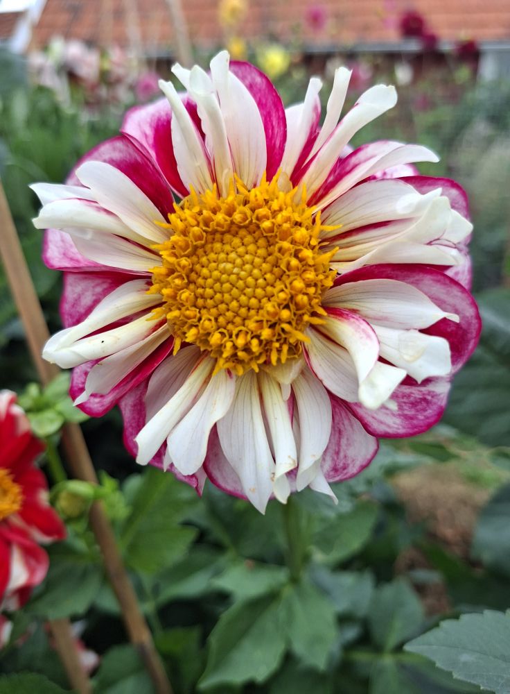 Dahlia knöl Bumble Rumble    "Halskråsdahlia"  x - 2
