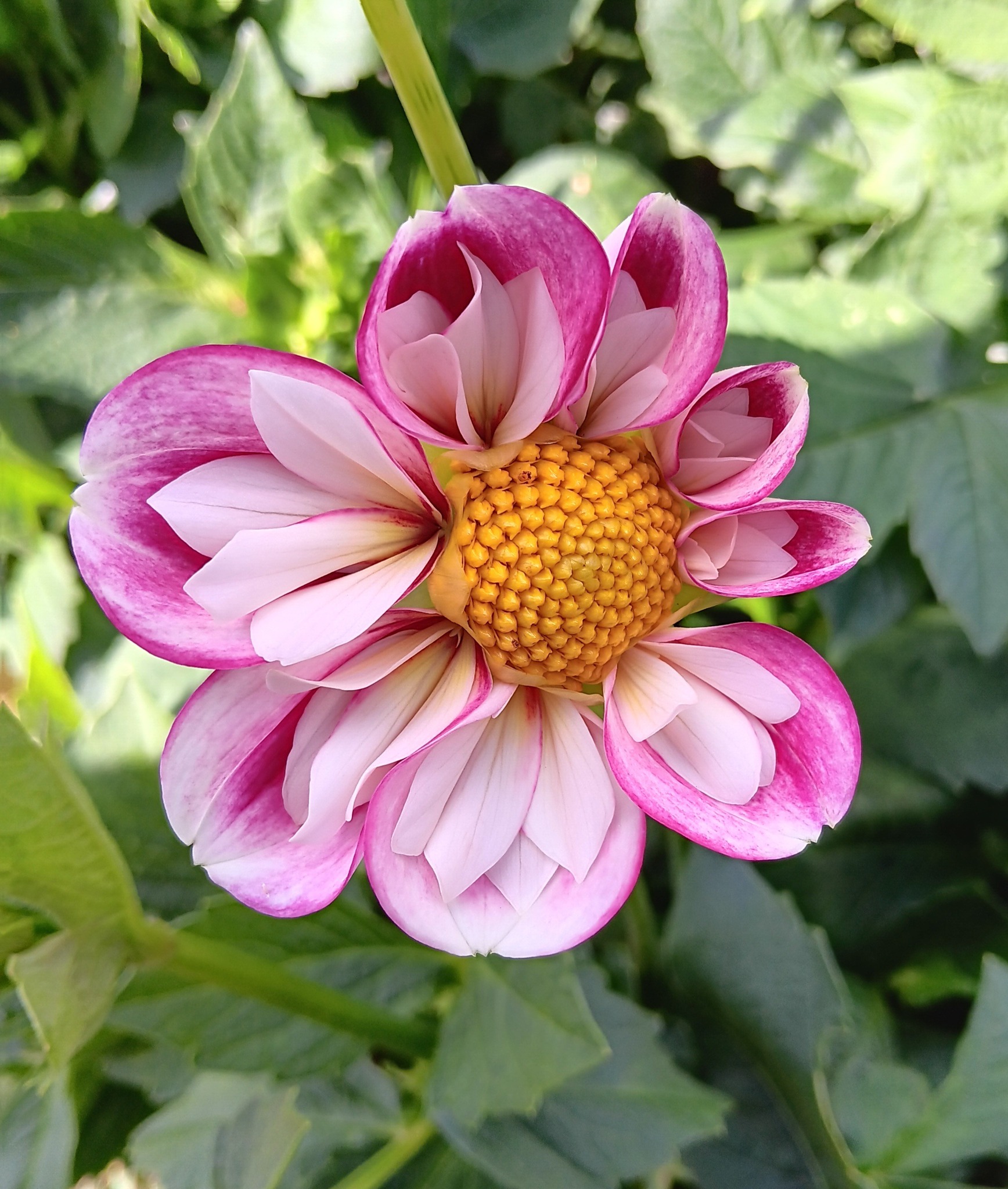 Dahlia knöl Bumble Rumble    "Halskråsdahlia"  x - 3
