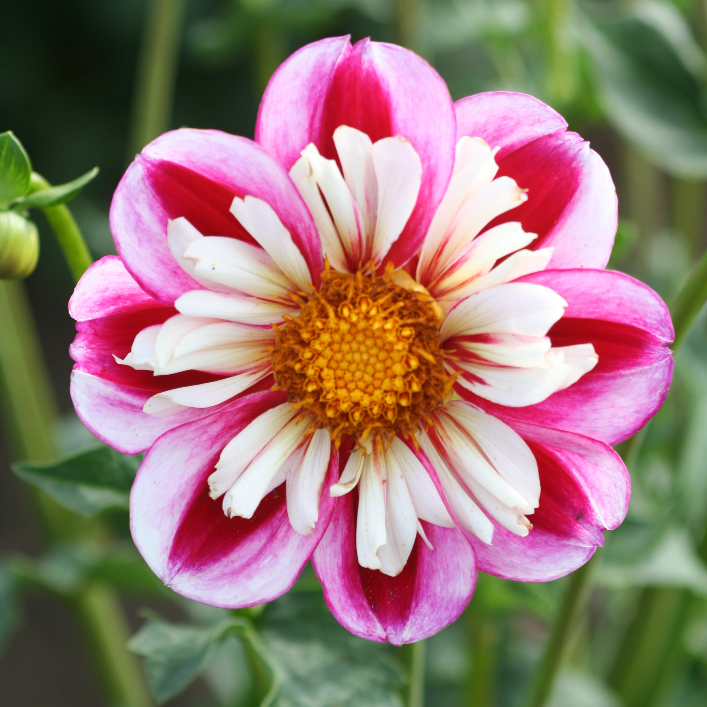 Dahlia knöl Bumble Rumble    "Halskråsdahlia"  x