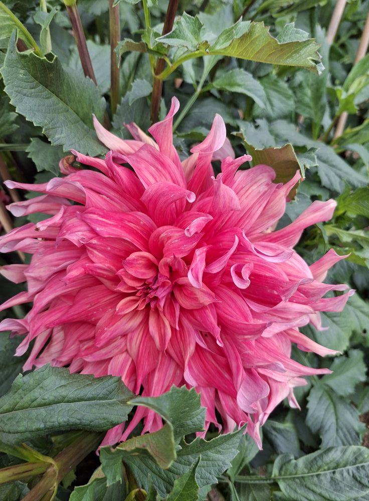 Dahlia knöl Belle of Barmera "Dekorativ jätteblommande" - 3