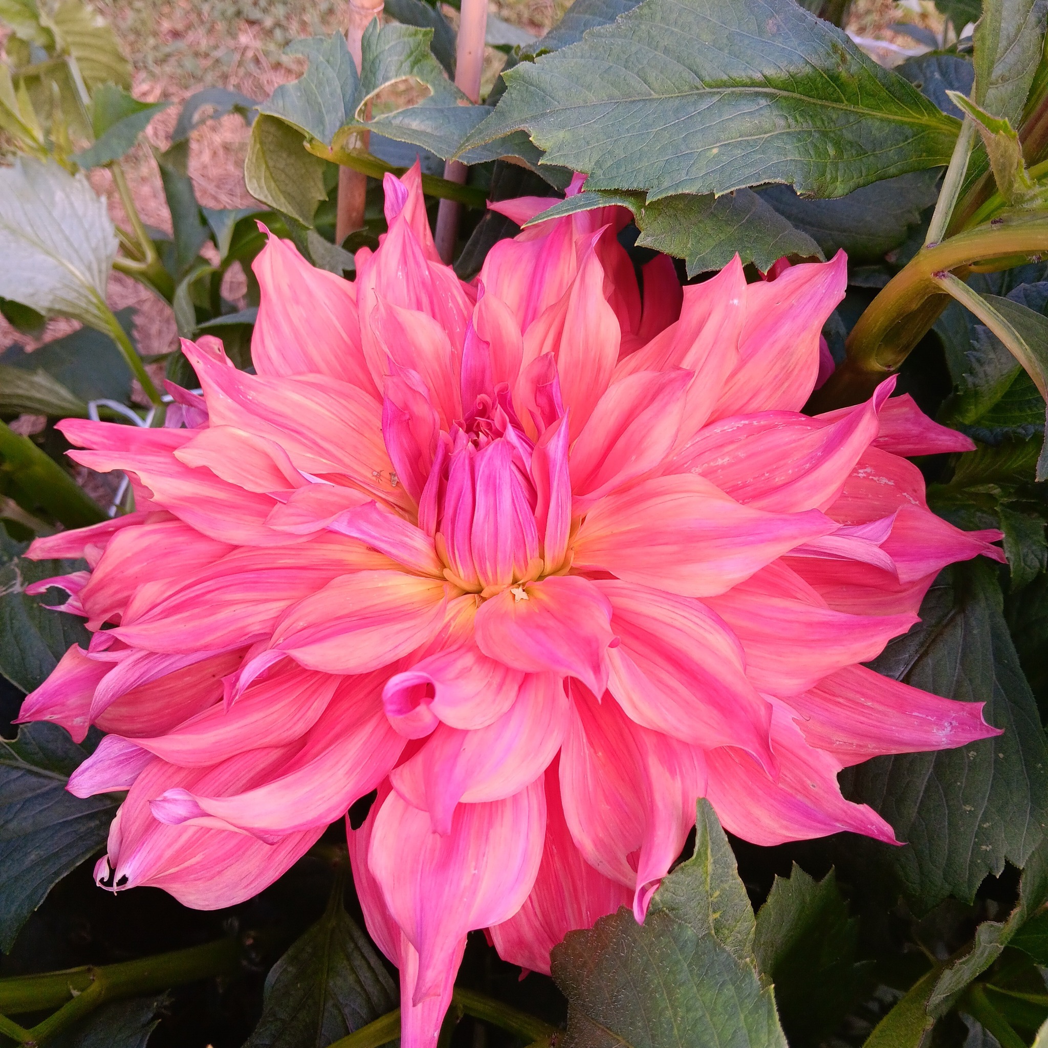 Dahlia knöl Belle of Barmera "Dekorativ jätteblommande" - 2