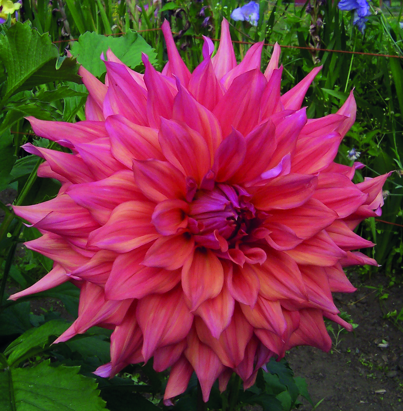 Dahlia knöl Belle of Barmera "Dekorativ jätteblommande"