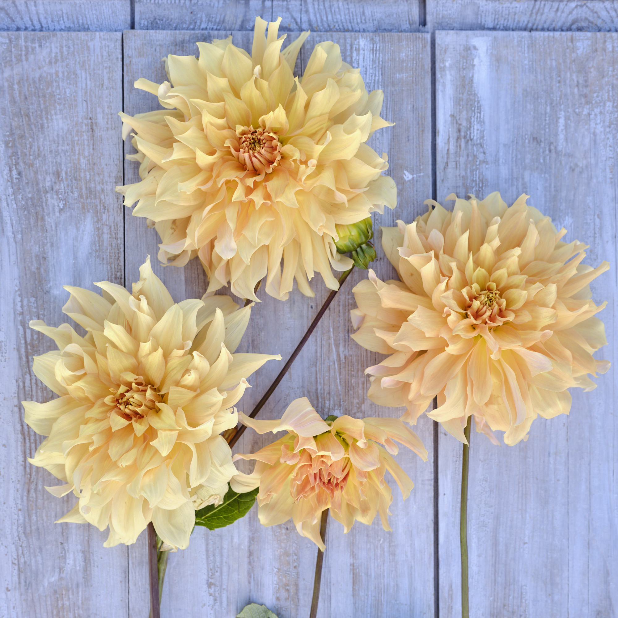 Dahlia knöl Big Brother  Dekorativ Jätteblommande   - 3