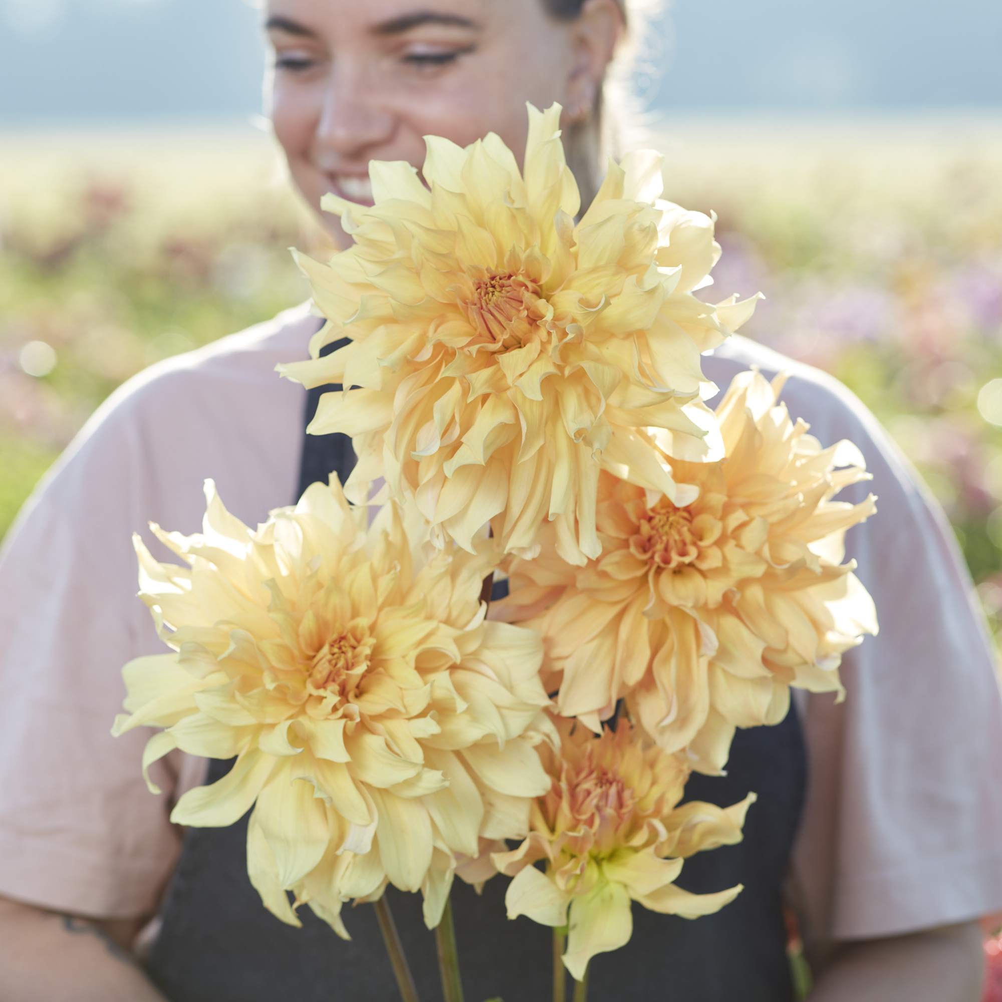 Dahlia knöl Big Brother  Dekorativ Jätteblommande   - 2