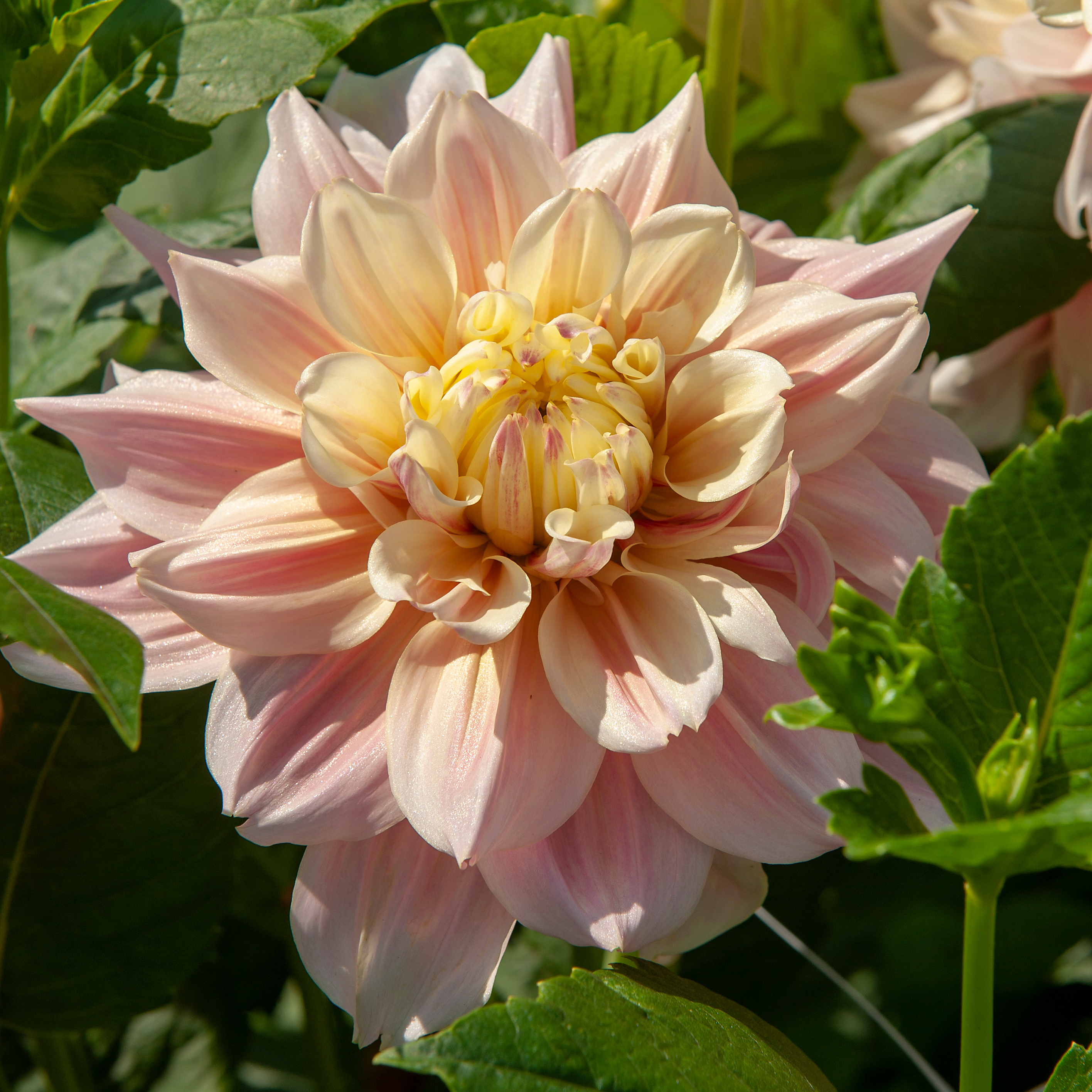 Dahlia knöl Break out  "Dekorativ storblommande",  x - 2